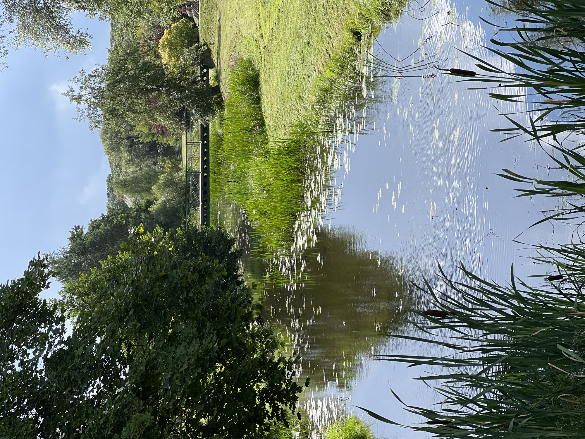 A tranquil pond is bordered by lush green reeds and cattails in the foreground. Lily pads dot the surface of the dark water, which reflects the sky and surrounding trees. A small, dark-colored bridge with decorative metalwork spans the pond in the mid-ground, leading to a grassy bank. Beyond the pond, a dense forest with various shades of green and some autumnal red foliage creates a picturesque backdrop. The sky above is a soft blue with scattered white clouds. This scene is located in Saldus, Latvia. There are no people or animals visible in the image.