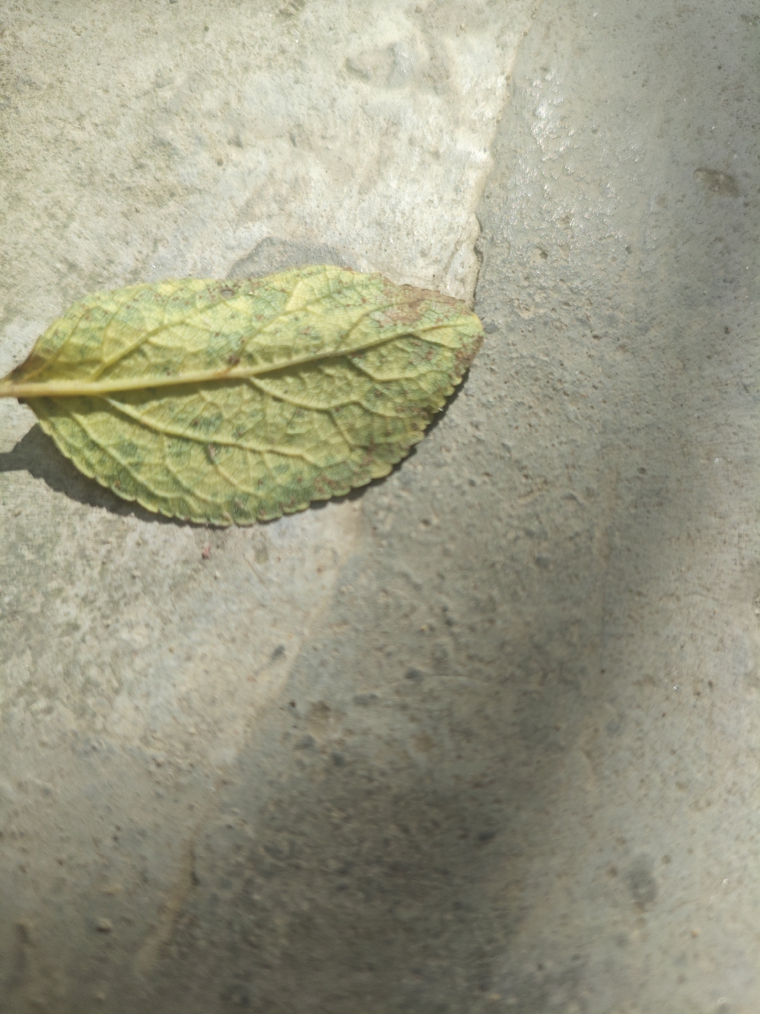 A single, withered green leaf lies on a textured concrete surface. The leaf is positioned in the lower left quadrant of the image, with its pointed end directed towards the left edge. The concrete surface exhibits variations in color and texture, with lighter and darker patches, possibly due to shadows or variations in the material. The scene is illuminated by natural light, casting shadows on the concrete, further emphasizing its texture. There are no people or any other objects visible in the image. The image does not provide any specific information about the city of Armavir, Russia.