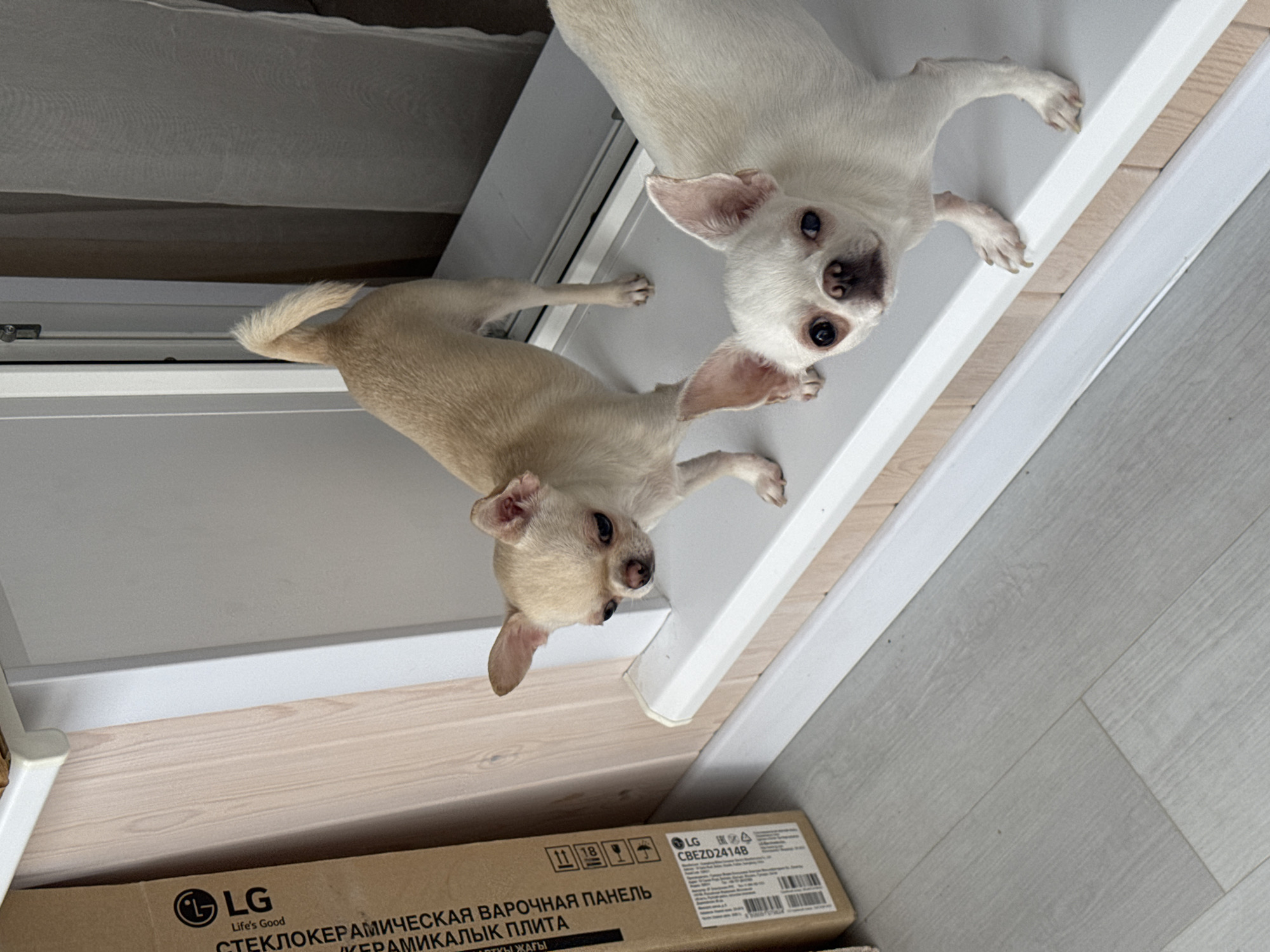Two Chihuahua dogs are standing on a windowsill. One dog is light brown and the other is white. A cardboard box with LG branding is leaning against the wall to the left of the dogs. The floor is a light gray laminate. The scene appears to be indoors, possibly in an apartment in Novosibirsk, Russia, given the context of previous images.