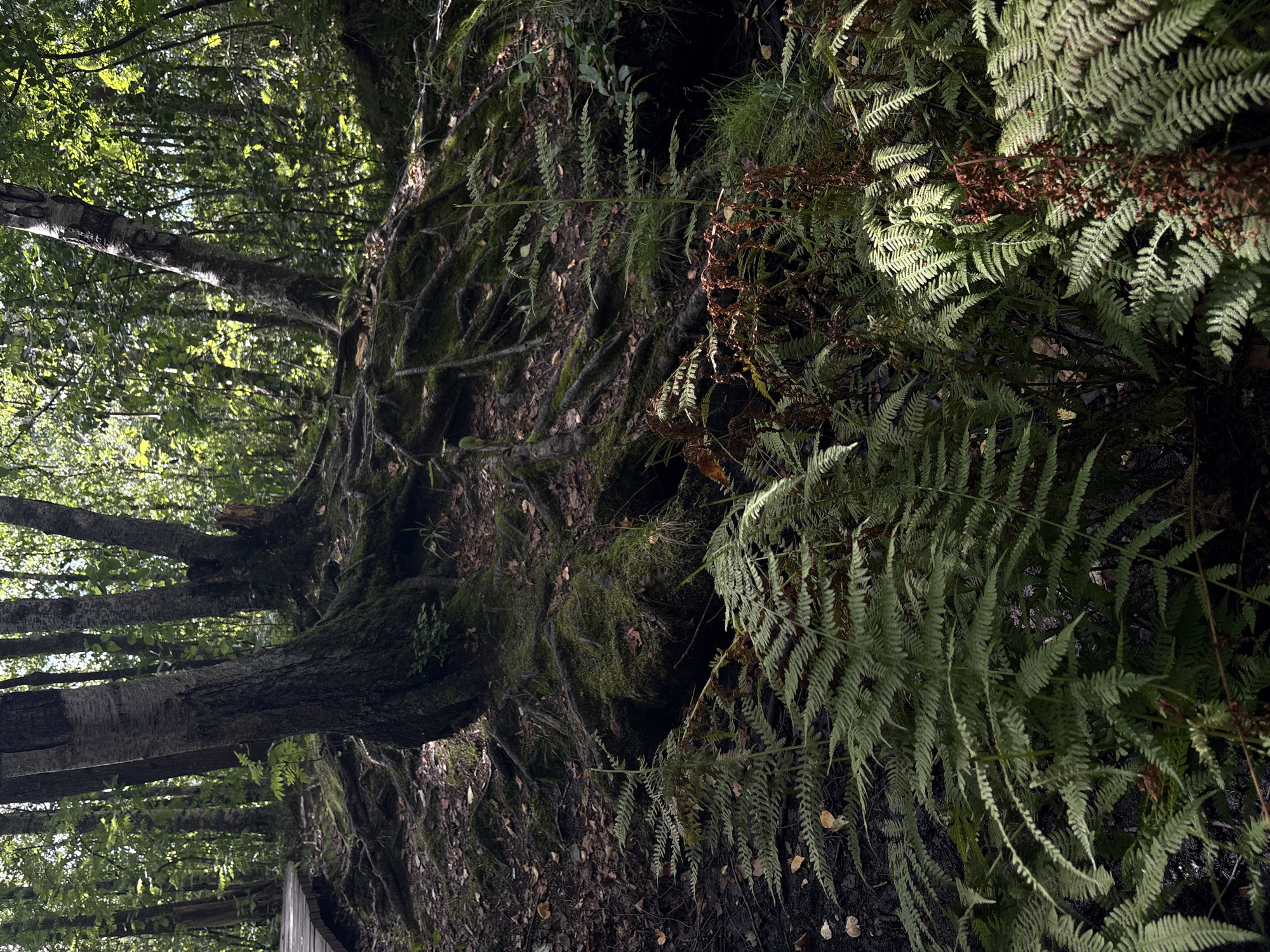 This image depicts a wooded area with a wooden boardwalk visible on the left. The foreground is dominated by lush green ferns and some dried brown foliage. In the midground, a large tree with exposed, moss-covered roots is prominent, with other trees and dense foliage forming the background. The environment appears to be a natural setting, possibly a forest or park. The lighting suggests it is daytime, with sunlight filtering through the trees, creating dappled shadows. The scene is located in Beloostrov, Russia.