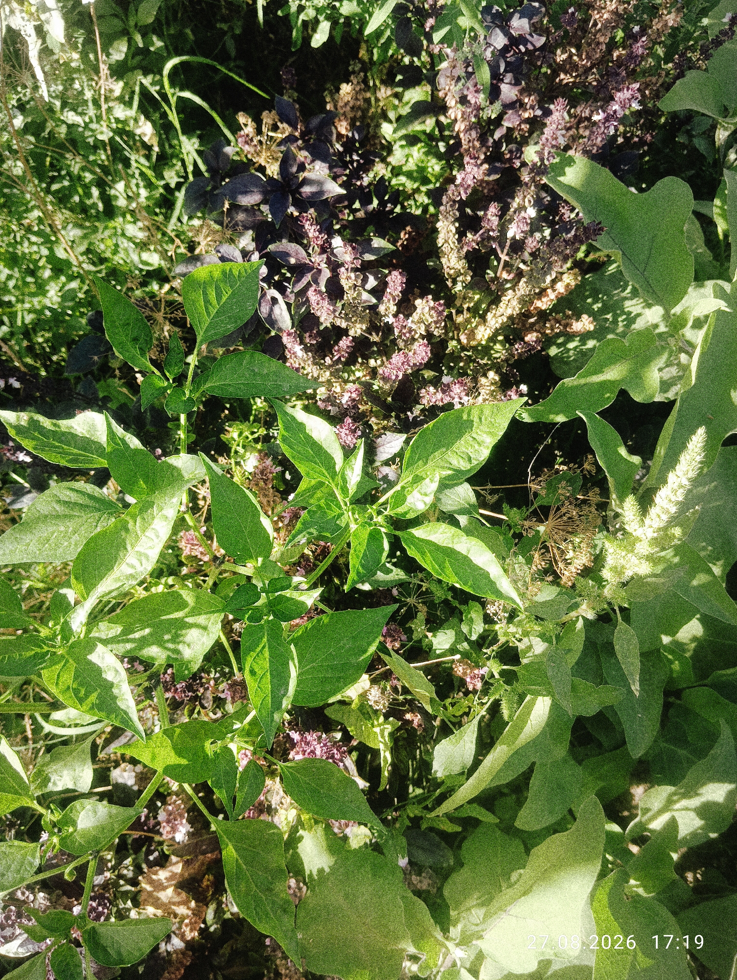 The image is a close-up, overhead shot of a lush garden filled with various green plants. In the center, a plant with vibrant green, pointed leaves is prominent, casting shadows on itself and the surrounding flora. To the right, a large plant with broad, light green leaves dominates the frame, its texture appearing somewhat rough. Behind these, a plant with dark purple leaves and small, pinkish-purple flowers is visible. The overall impression is one of abundant growth and a healthy, thriving garden environment. The lower right corner of the image displays a timestamp: "27.08.2026 17:19". The scene is outdoors, with natural light illuminating the foliage. No people or animals are present. The image does not provide enough information to determine the specific location within the city of Ak-Took, Kyrgyzstan.