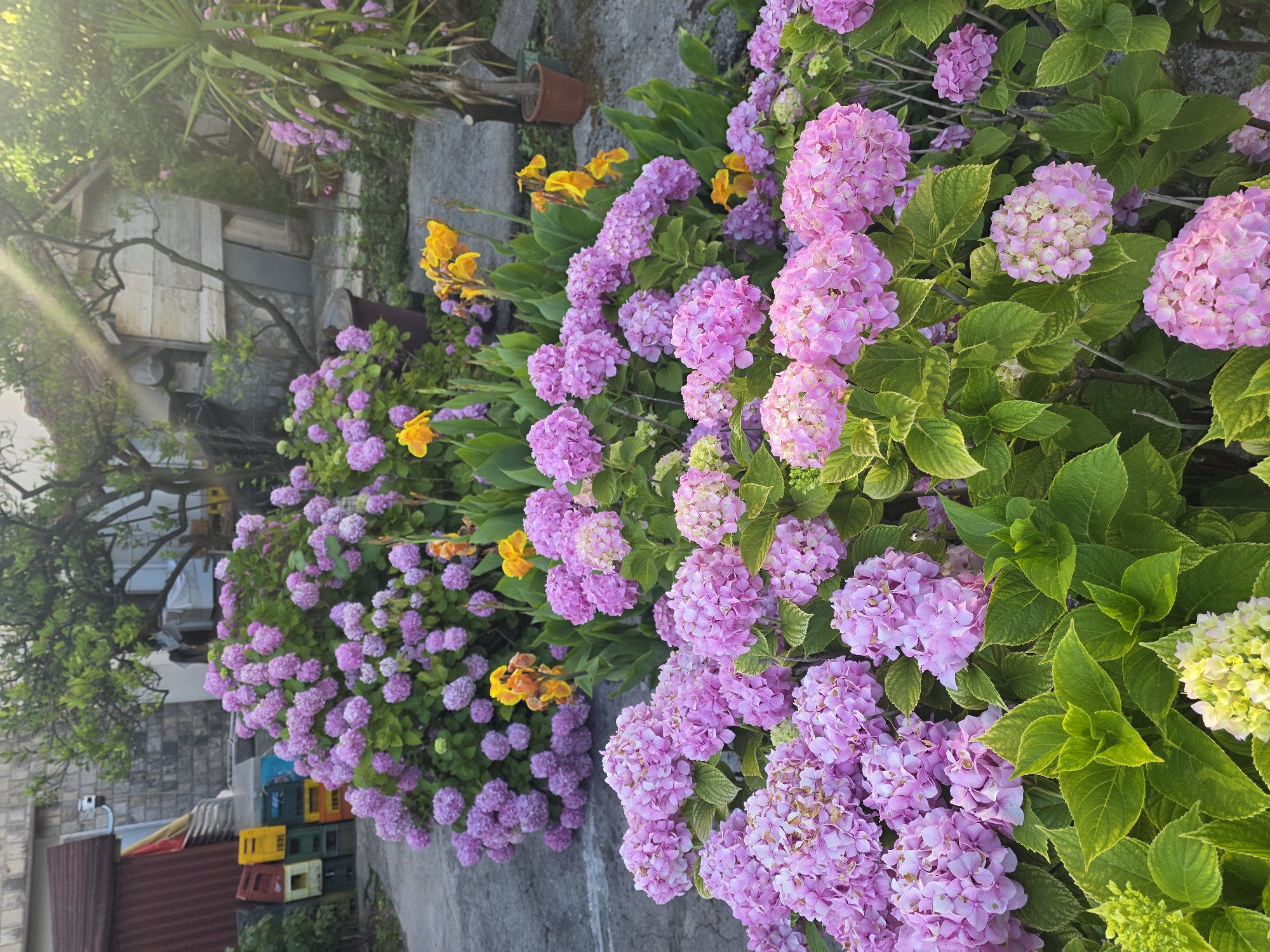 The image shows a garden area in Budva, Montenegro, filled with an abundance of blooming hydrangeas in shades of pink and purple, interspersed with bright yellow canna lilies. The flowers are lush and vibrant, with many large, full flower heads. In the background, a rustic building with stone walls and a tiled roof is visible, partially obscured by trees and foliage. To the left, a stack of colorful plastic crates can be seen next to a building with a red corrugated metal roof. A tall palm-like plant in a brown pot stands to the right. The ground is paved with concrete, and sunlight streams through the trees, creating a warm, natural light. There are no people or animals visible in the scene. The overall impression is of a thriving, picturesque garden on a sunny day.