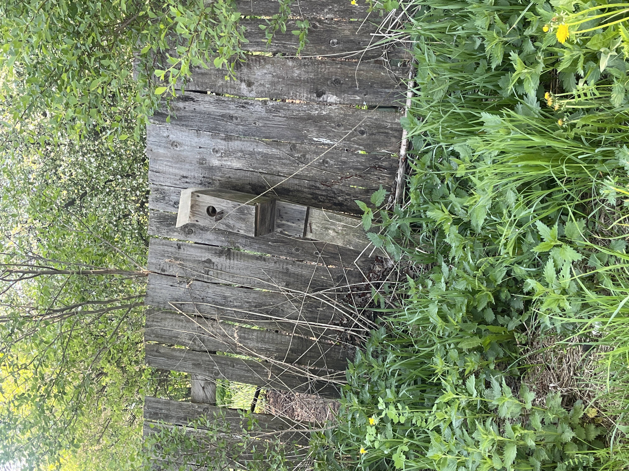 The image depicts a weathered wooden fence in an outdoor environment. A birdhouse is attached to the fence. Vegetation, including grass and leafy plants, surrounds the fence. The image was taken in the city of Chaikovsky, Russia.