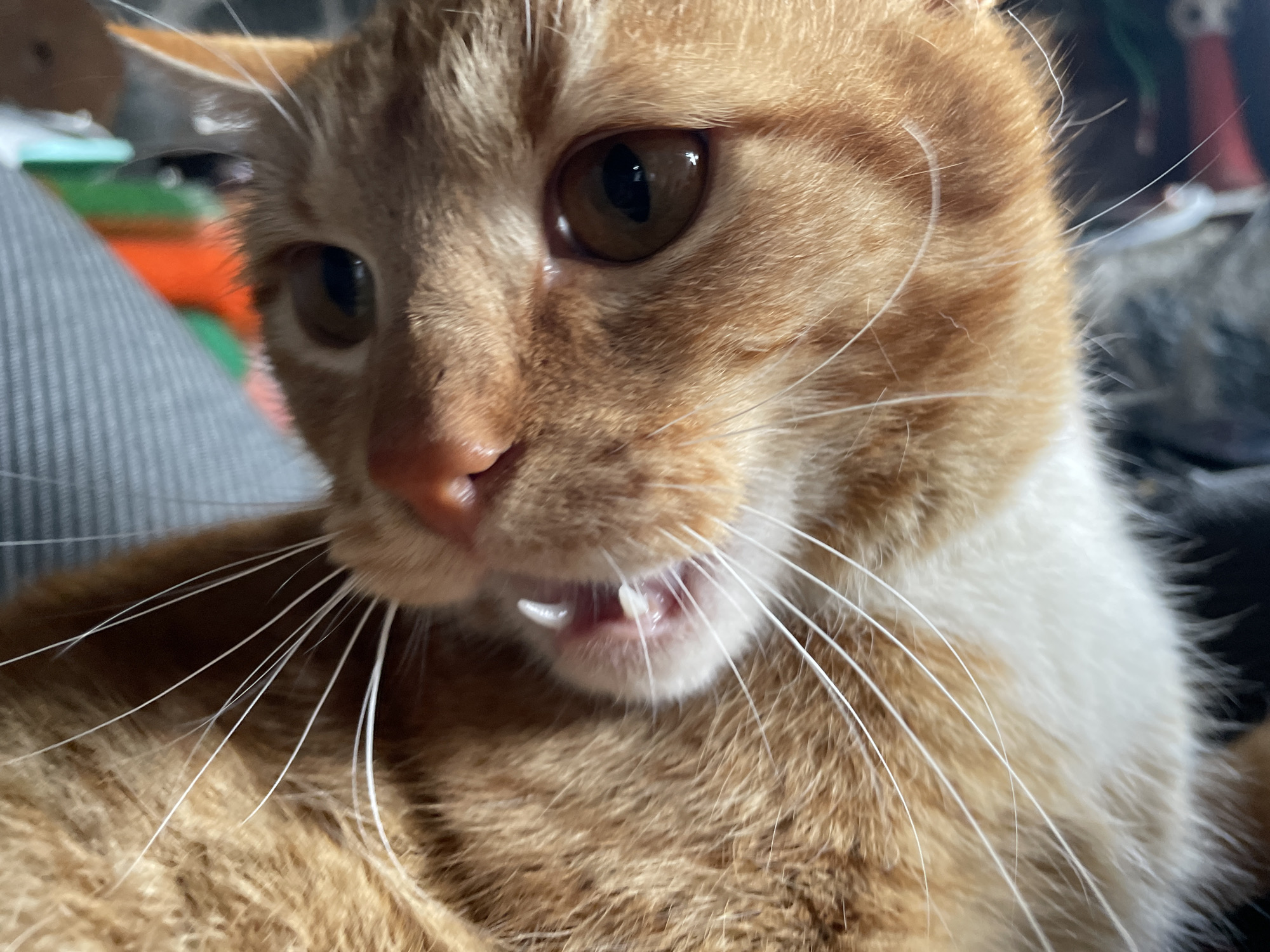 A close-up shot shows the face of an orange tabby cat with white markings. The cat's brown eyes are focused forward, and its mouth is slightly open, revealing its teeth. Long, white whiskers extend from its cheeks. The background is blurred, showing gray and green objects. The location is not discernable from the image.