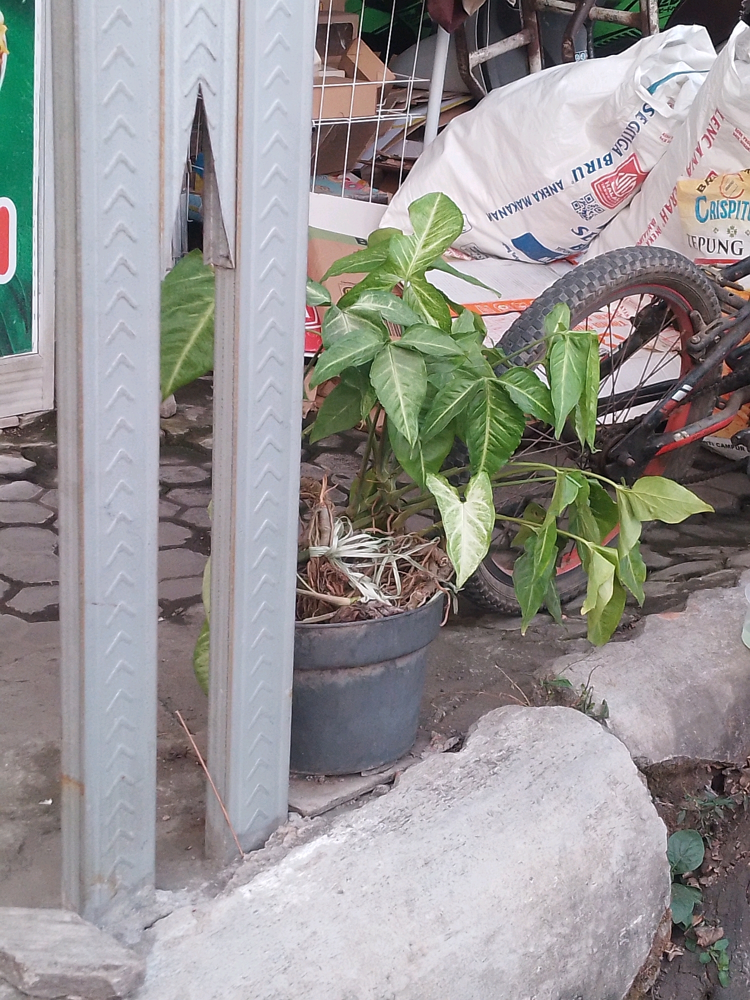 The image depicts an outdoor scene in Kertosono, Indonesia, focusing on a potted plant in the foreground. The plant, with large green and white variegated leaves, is housed in a dark grey pot. Behind the plant, a portion of a bicycle is visible, including its tire and frame. To the left, a metal fence post with a chevron pattern is prominently featured. In the background, there are large white sacks, one of which has text in Indonesian, and some cardboard boxes. The ground appears to be a mix of paving stones and dirt. The overall impression is of a cluttered outdoor area, possibly a yard or a shop front.