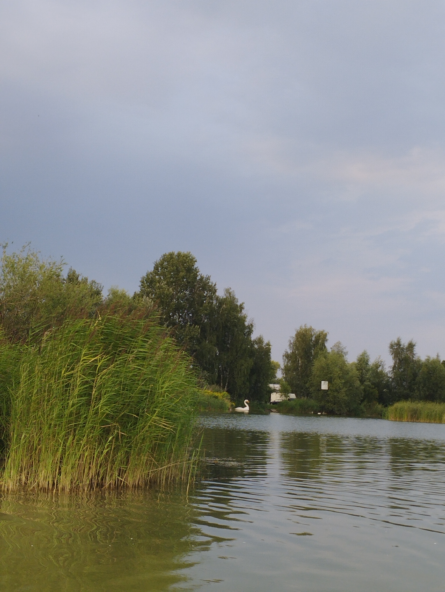 The image depicts a tranquil natural scene at a body of water, likely a pond or lake, located in Michałowice-Wieś, Poland. In the foreground, tall, lush green reeds line the left bank, their stalks casting reflections on the rippling, olive-green water. The water exhibits a calm surface disturbed by gentle waves. In the middle ground, a white swan is visible swimming gracefully on the water. Behind the swan, a small embankment is covered with dense green foliage and trees. Several white structures, possibly small buildings or sheds, are nestled among the trees. A square white sign is also mounted on a pole within the treeline. The background consists of a dense forest of mature green trees, creating a verdant backdrop. The sky above is overcast with diffused light, suggesting a cloudy or early evening atmosphere. The overall impression is one of a serene natural landscape.