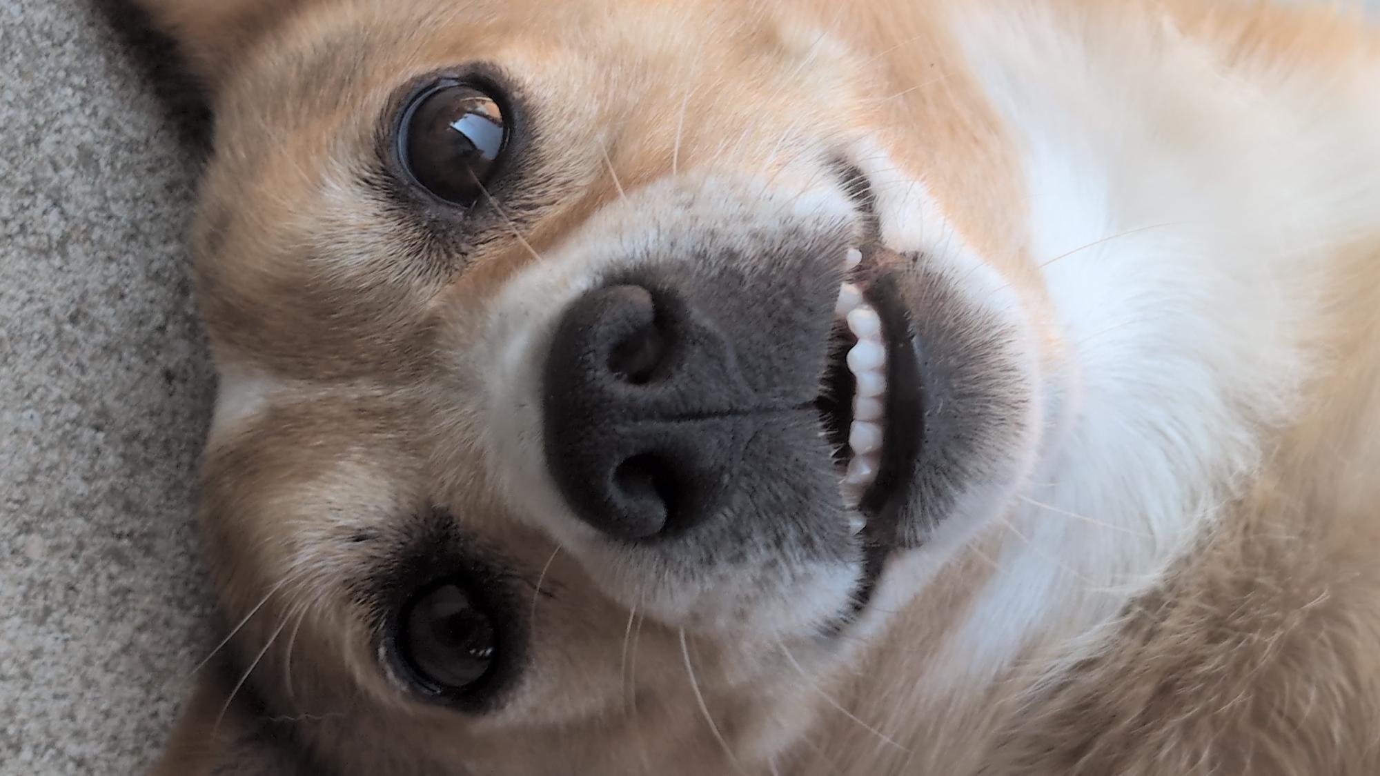 The image shows a close-up, upside-down view of a light brown and white dog's face. The dog's eyes are dark and reflect light. Its nose is dark and wet, and its mouth is slightly open, revealing white teeth. The dog appears to be lying down on a textured, grey surface, possibly concrete. The background is filled with the dog's fur. There is no discernible location in the city of Izmail, Ukraine, as the image is a close-up of an animal.
