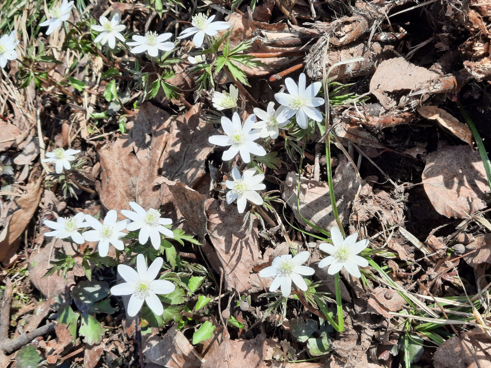 The image shows a patch of small white flowers growing amidst dead leaves and sparse green vegetation. The flowers have delicate, slightly pointed petals and a pale green center. The background consists of decaying brown leaves and dry organic matter. The image does not contain information to identify Krasnogorskoye, Russia. The scene appears to be in a natural environment, possibly a woodland area during early spring. There are no people, objects, actions, or interactions visible in the image other than the presence of plant life and natural debris.