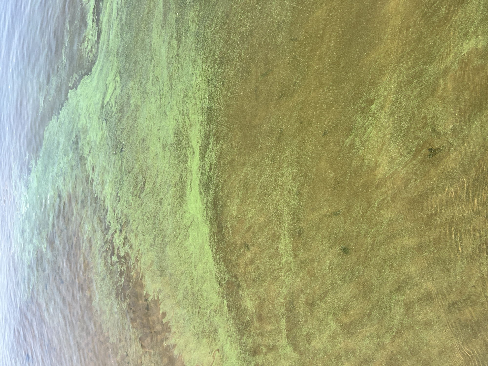 The image shows a close-up view of water with a noticeable green algal bloom. The water appears shallow, with the sandy bottom visible in some areas, marked by ripples. The algal bloom is concentrated in patches, creating a swirling pattern across the surface. The colors range from murky brown and yellow where the bloom is less dense or the bottom is visible, to a vibrant green where it is thickest. The water's surface is slightly rippled, reflecting the sky in muted tones of blue and grey at the top of the frame. There are no people, animals, or man-made objects visible in the image. The scene depicts a natural phenomenon, likely a lake or slow-moving body of water, characterized by an algal bloom. The location is Shumeika, Russia.