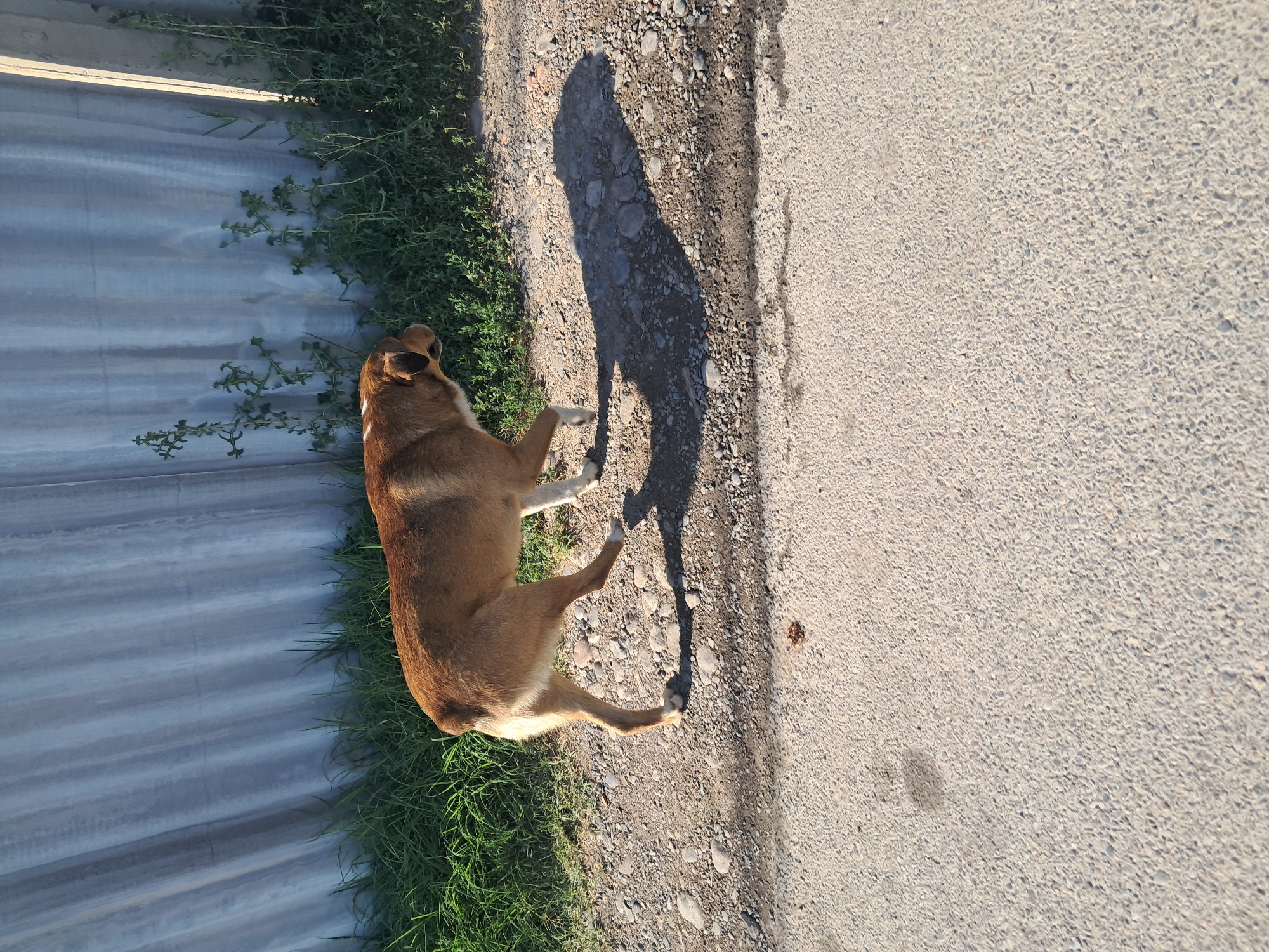 A medium-sized, brown and white dog walks on a gravel shoulder next to an asphalt road, casting a shadow. The dog is facing to the right of the frame. Behind the dog is a tall, corrugated metal fence with some green grass and weeds growing in front of it. The scene appears to be outdoors in Shymkent, Kazakhstan, with the sunlight suggesting it is daytime. The overall environment is rustic and appears to be in a less developed area of the city, possibly a residential or industrial periphery.