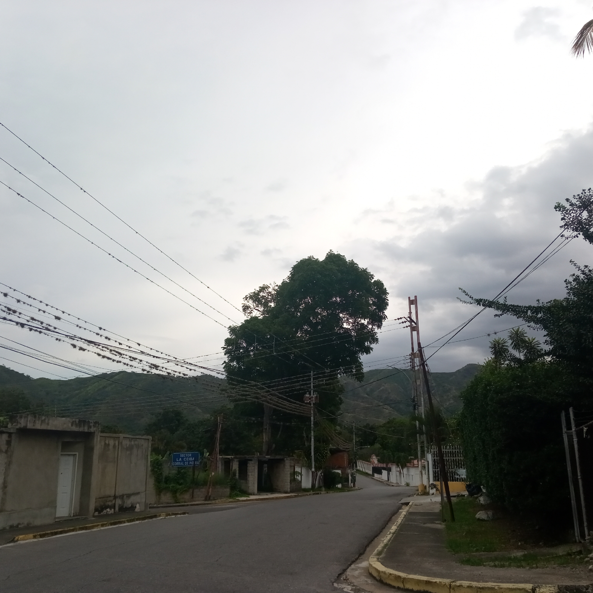 The image depicts a street scene in El Limón, Venezuela, under an overcast sky. A paved road curves to the right, bordered by a yellow-lined curb and a sidewalk. On the left, a grey concrete wall encloses a property with a white door. To the right of the wall, a blue street sign reads "SECTOR LA CEIBA CORRAL DE PIEDRA." Further down the road, a large, dense tree with dark green foliage stands prominently, with numerous power lines crisscrossing in front of it and extending across the frame. In the background, green, rolling hills are visible under the cloudy sky. Structures of houses and fencing can be seen along the street. Electrical poles and transformers are present. The environment appears to be a residential or semi-rural area.