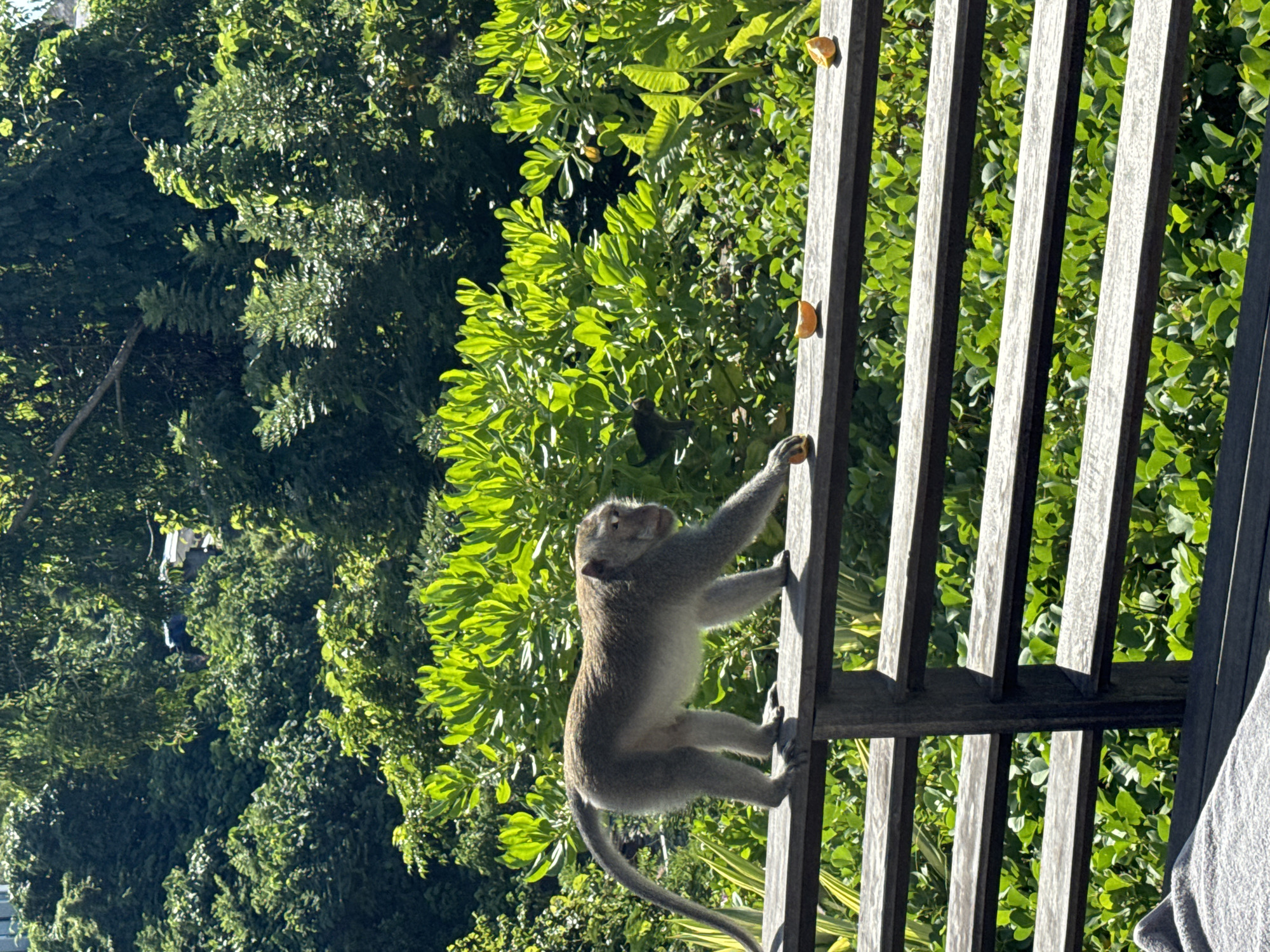 A medium-sized monkey clings to a dark wooden structure with vertical slats, in what appears to be Kuta Selatan, Indonesia. The monkey is facing to the left, its limbs firmly gripping the slats. The background is a dense array of green foliage, with varying shades of green, giving the impression of lush, tropical vegetation. Some pieces of what looks like orange peel have been placed atop the wooden fence structure. A piece of clothing is visible in the lower right corner.