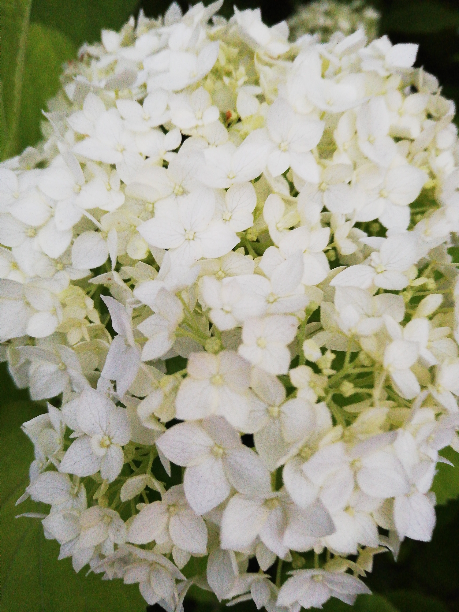 A close-up, slightly soft-focus shot captures a dense cluster of white hydrangea flowers. The blooms are composed of numerous small, individual florets with delicate, layered petals. Some of the petals exhibit subtle veining. The background is a blur of muted green, suggesting foliage. The scene appears to be an outdoor setting, possibly a garden. No specific location within the city of Новапагосцкі сельскі Савет, Belarus, can be determined from the visual information provided in the image. There are no people or discernible actions depicted.