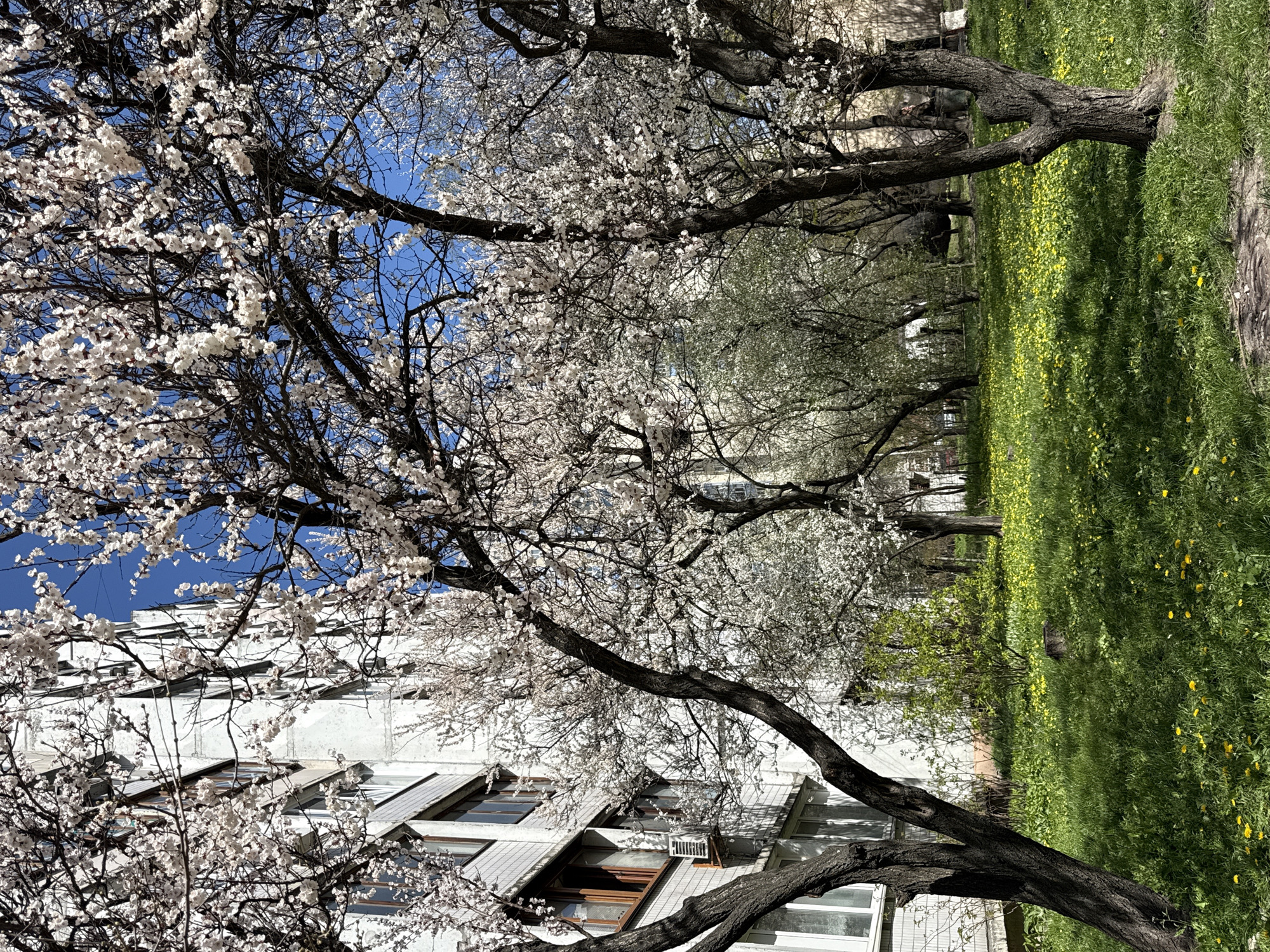 A spring day in Kyiv, Ukraine. Trees in full bloom line a green space with yellow wildflowers. A multi-story building with angular windows is visible behind the blooming trees. The sky is blue. There are no people visible in the image.