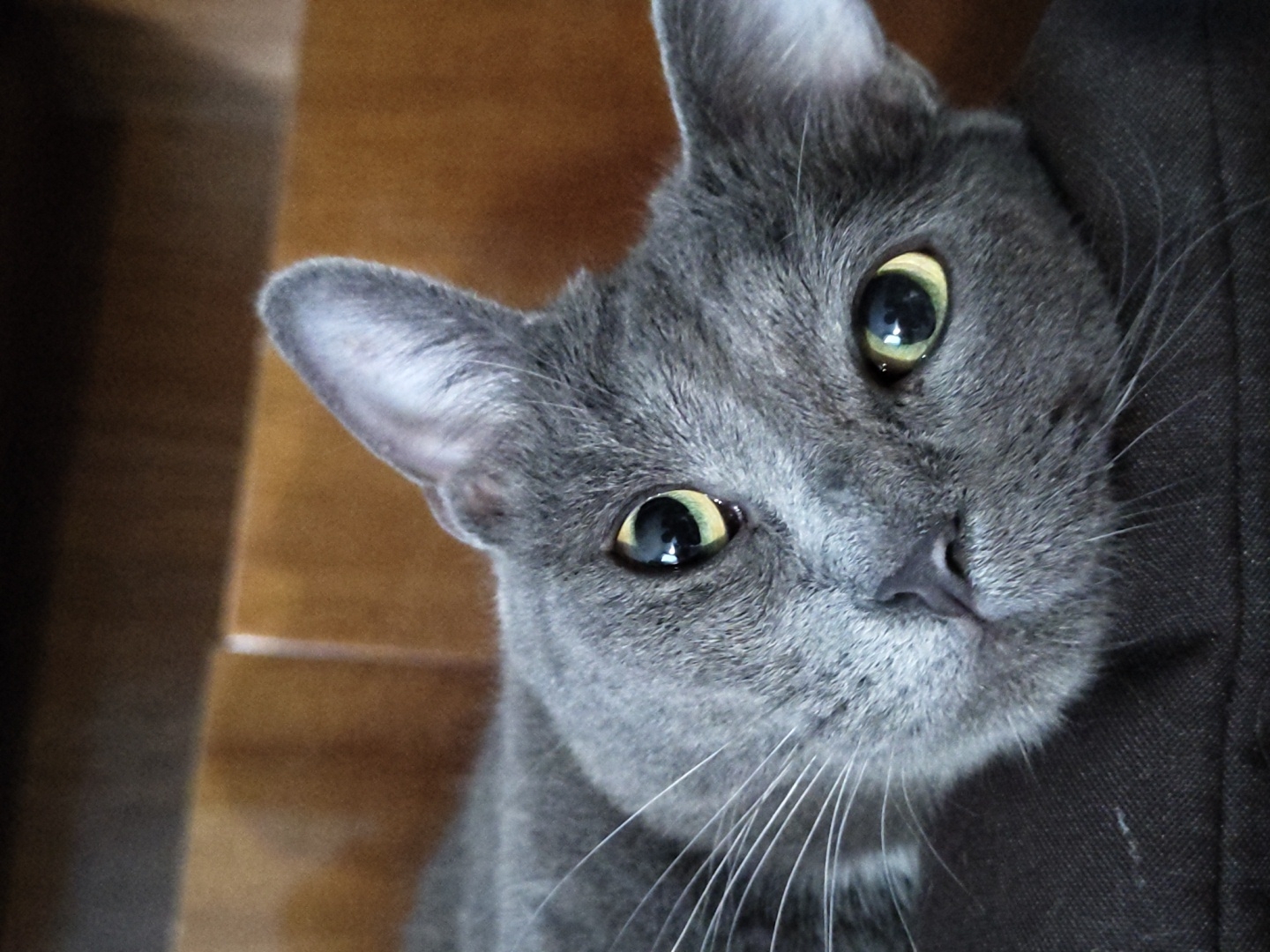 A close-up, eye-level, medium shot captures a Russian Blue cat resting on a dark, textured surface, likely a cushion or piece of furniture. The cat's head is angled towards the viewer, with its eyes open and alert. The cat's fur is a uniform gray, and its eyes are a striking green with dark pupils. Its whiskers are long and white, fanning out from its muzzle. The background consists of a blurred wooden surface, appearing to be a wall or furniture with a warm brown hue. The lighting is soft and natural, illuminating the cat's face and highlighting its features. No people or other animals are visible in the image. The setting is indoors, with an implied domestic environment.