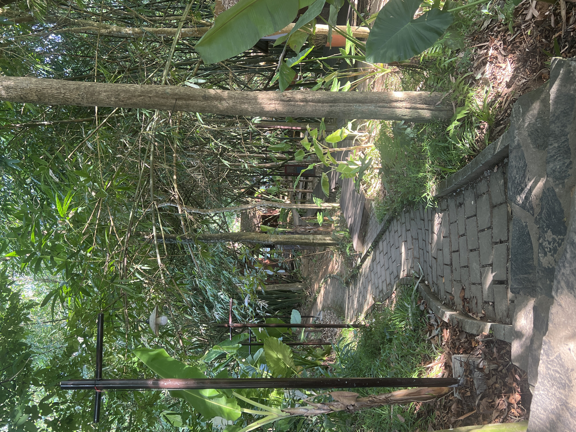 A paved pathway winds through a lush, green forest, likely located in the outskirts of Đà Nẵng, Vietnam, given the dense tropical vegetation. The pathway, constructed with gray rectangular pavers, leads uphill and curves to the right. On the left side of the path, a dark metal lamppost with a light fixture is visible, accompanied by large, broad-leafed plants and a banana tree. To the right of the path, a thick tree trunk stands prominently, with dense bamboo and other tropical foliage creating a shaded canopy overhead. The ground is covered in grass, fallen leaves, and mulch. Sunlight filters through the leaves, casting dappled shadows on the pathway and surrounding vegetation. In the background, glimpses of wooden structures, possibly part of a resort or eco-tourism facility, can be seen amidst the trees. The scene suggests a tranquil, natural setting.