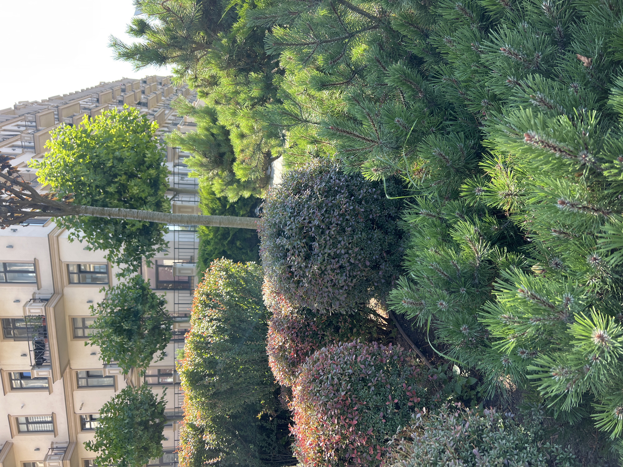 The image depicts a well-maintained garden area in front of a multi-story apartment building. The building, which appears to be the location in Fontanka, Ukraine, has a light-colored facade with numerous balconies and dark-framed windows. In the foreground, various types of shrubs are visible. These include rounded bushes with dark green and reddish-purple foliage, as well as a cluster of pine trees with bright green needles. A single tree with a textured gray trunk stands to the left, and its canopy is visible behind some of the lower shrubs. The scene is illuminated by bright sunlight, casting shadows and highlighting the textures of the plants and building. There are no people or animals visible in the image. The overall environment suggests a residential area with landscaping.