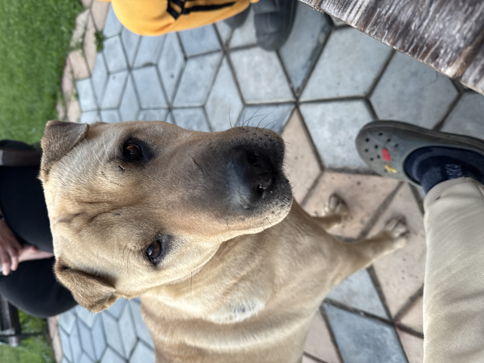 An outdoor, eye-level medium shot shows a tan dog with its face front and center, looking directly at the camera. The dog's fur is short, and it has visible wrinkles on its forehead. Its eyes are dark brown, and its nose is black. The dog stands on a patterned paver patio. To the right of the dog, a person wearing an orange hooded sweatshirt is partially visible, with dark gray footwear on their feet. In the foreground, a person's lower leg and foot, wearing a tan sock and a gray slip-on shoe with a yellow and red design, are also visible. Behind the dog, to the left, a portion of a person wearing black pants and sitting on a dark bench can be seen, with a grassy area in the background. The image captures a moment of interaction between the dog and its surroundings, with the focus primarily on the dog's inquisitive gaze.