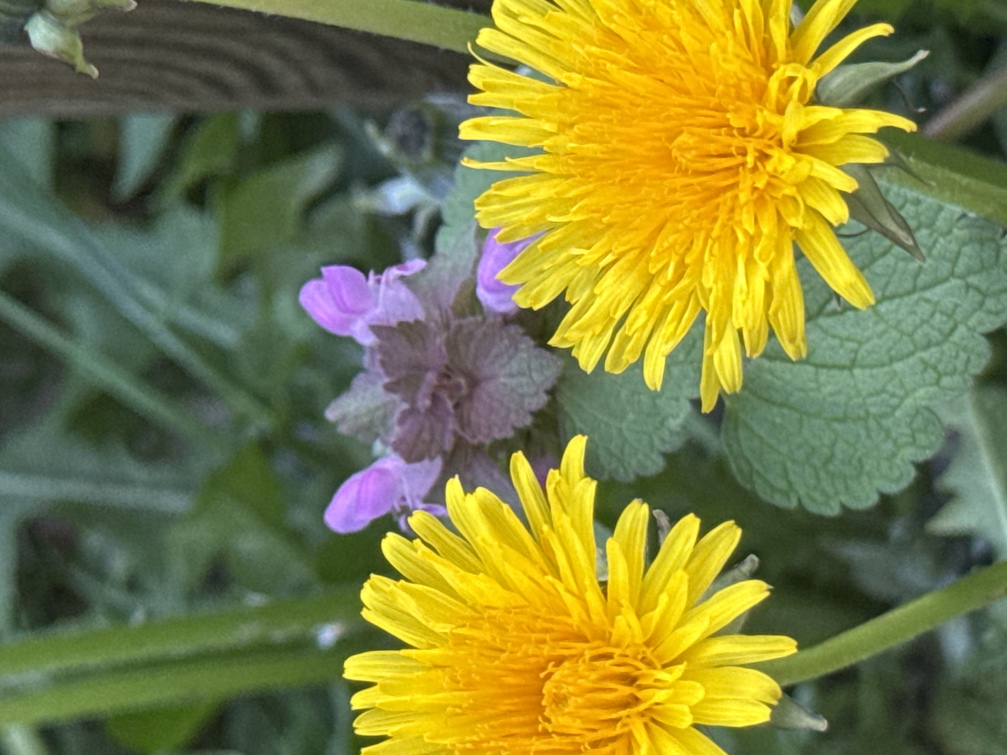 The image shows two yellow dandelion flowers and a purple deadnettle flower in a grassy area. The location cannot be determined from the image alone; the assumption of Desborough, United Kingdom cannot be verified.
