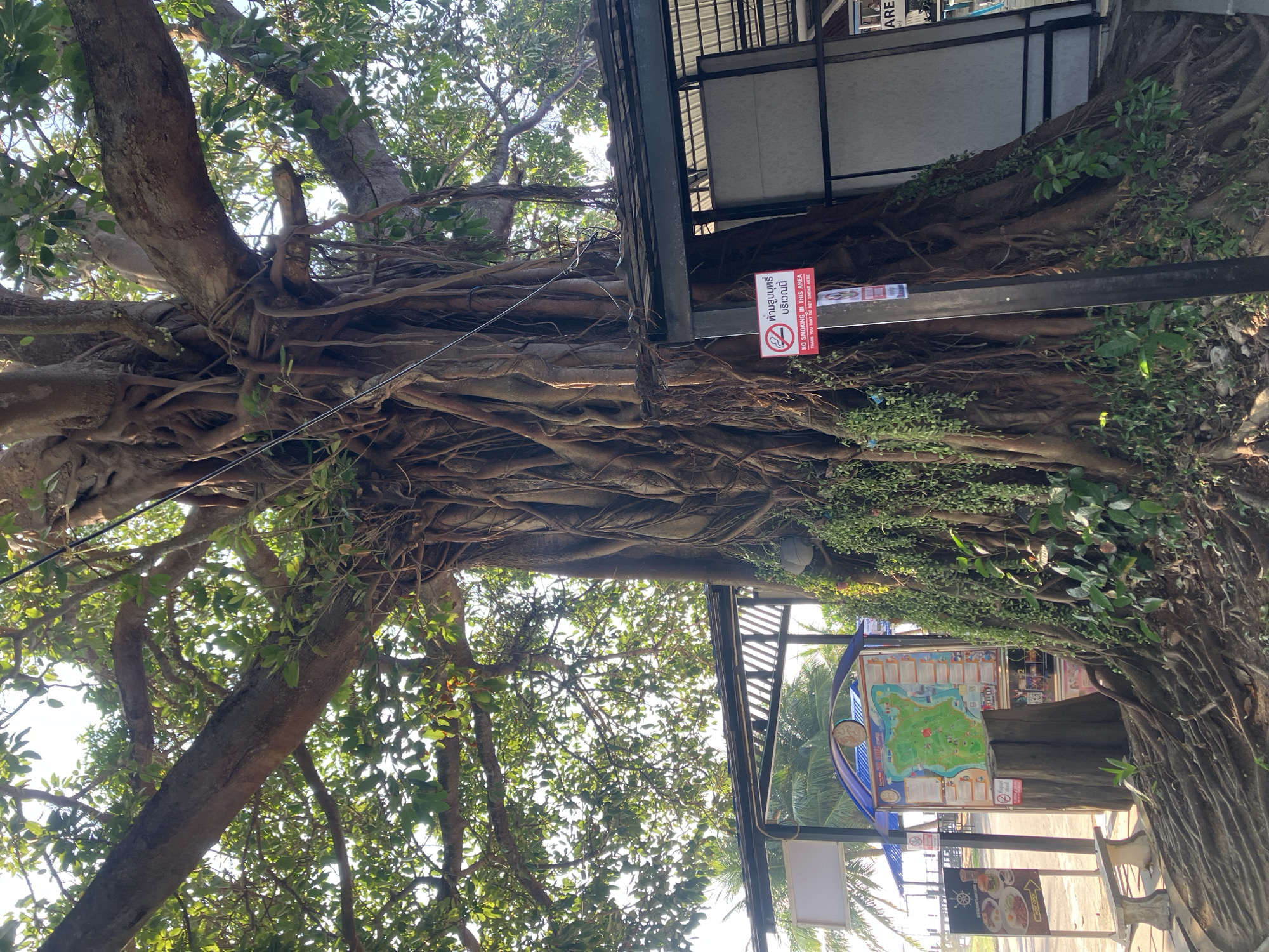 A large banyan tree dominates the scene, its extensive root system engulfing metal structural elements of a building or signpost in Baan Mae Nam, Thailand. The tree's foliage is abundant, with light filtering through the leaves. Attached to the tree or structure are several signs, including one prohibiting smoking and a large map display. A restaurant menu board is visible in the background. The perspective is from below, looking upwards into the tree canopy.