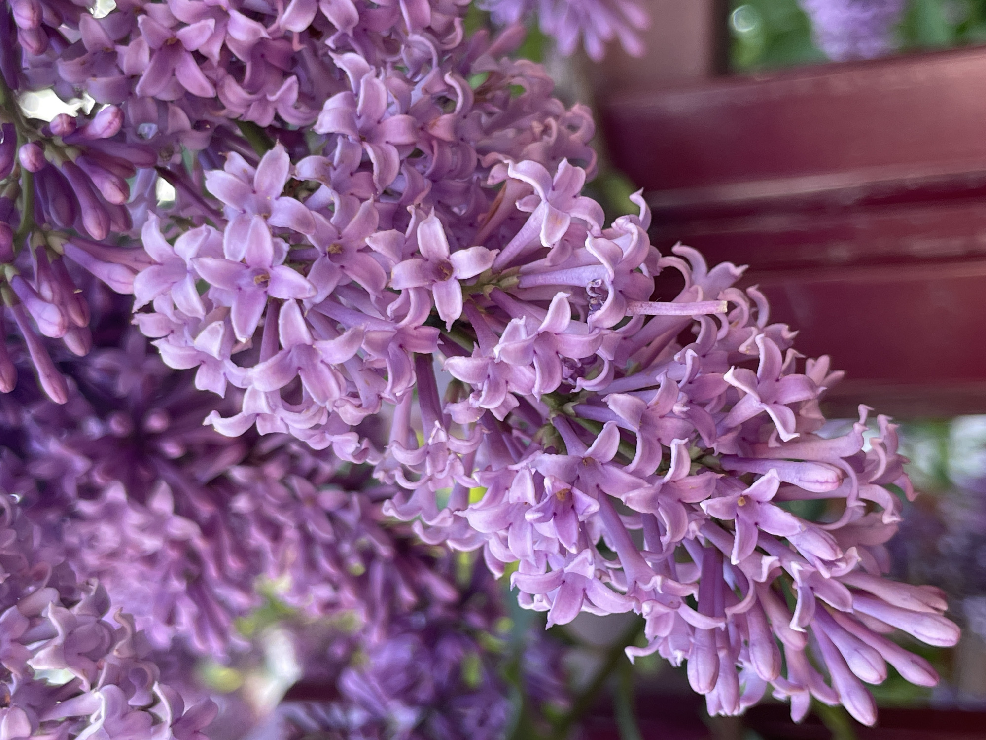 A close-up shot captures a vibrant cluster of purple lilac flowers in full bloom. The flowers exhibit a delicate, five-petaled structure, creating a dense, textured appearance. Some buds are still closed, showing their purple-tipped stems. A blurred red structure is partially visible behind the flowers, suggesting a bench or another man-made object. The background is slightly out of focus, hinting at foliage. The location in Zav'yalovo, Russia, is not discernible within the visual information provided in the image.