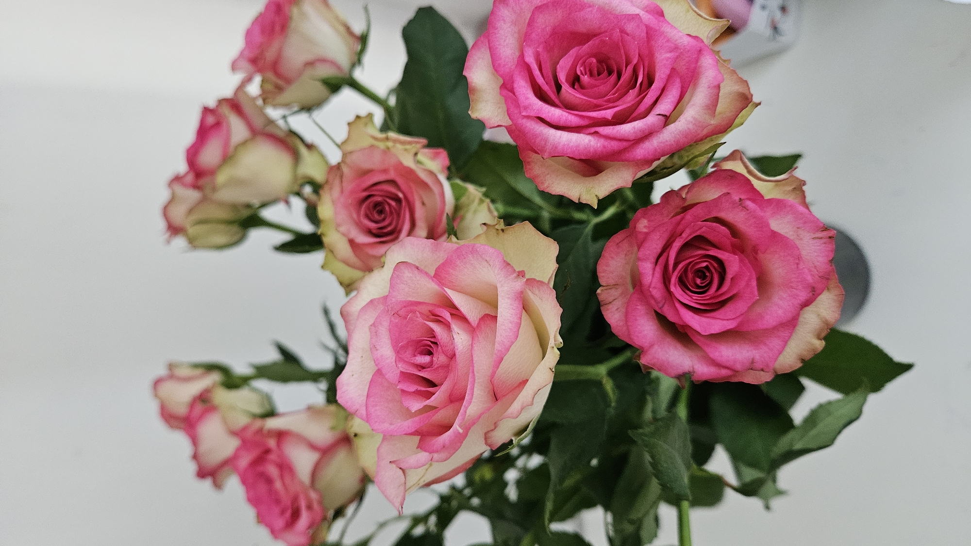 A bouquet of bi-colored roses, primarily pink and cream, is arranged in a dark vase against a white background. The roses vary in their bloom stage, with some fully open and others partially closed. Green leaves provide a contrast to the delicate petals. The lighting is even, suggesting an indoor setting. The image's composition is a close-up, focusing on the floral arrangement. There is no discernible indication of Bratislava, Slovakia, or any specific city location within the image content.