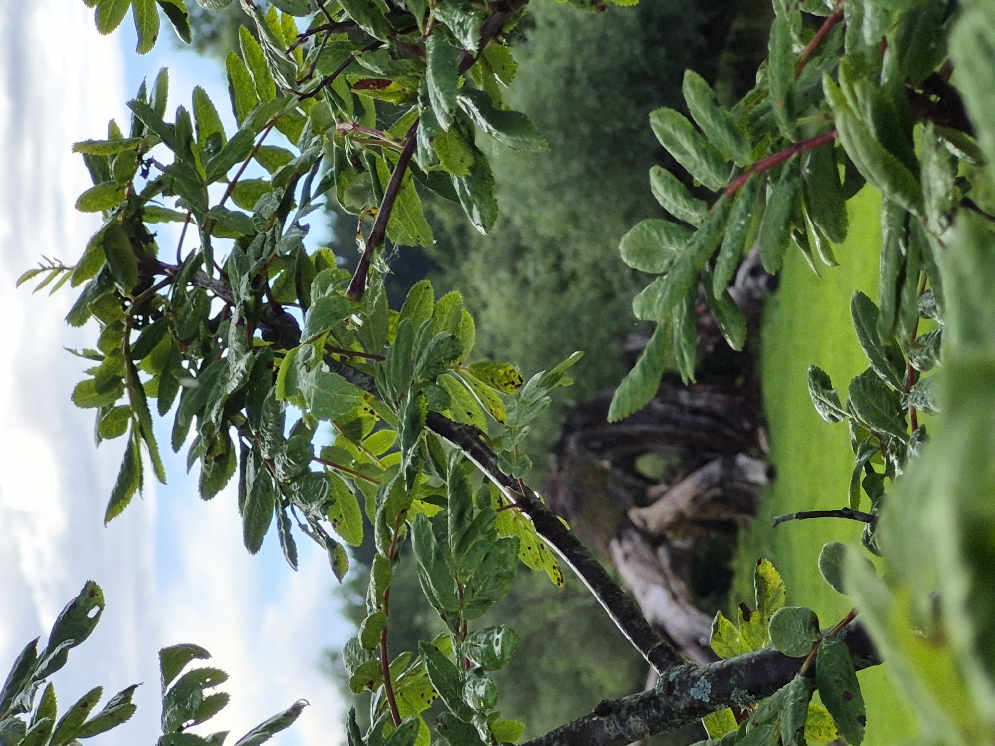 The image captures a close-up view of green leaves and branches of a tree in the foreground, with a blurred background. In the distance, a large, gnarled tree trunk or root structure is visible, partially submerged in lush green grass. The environment appears to be an outdoor setting, possibly a park or garden. The sky above is partly cloudy, with patches of blue visible. There are no people or animals present in the scene.