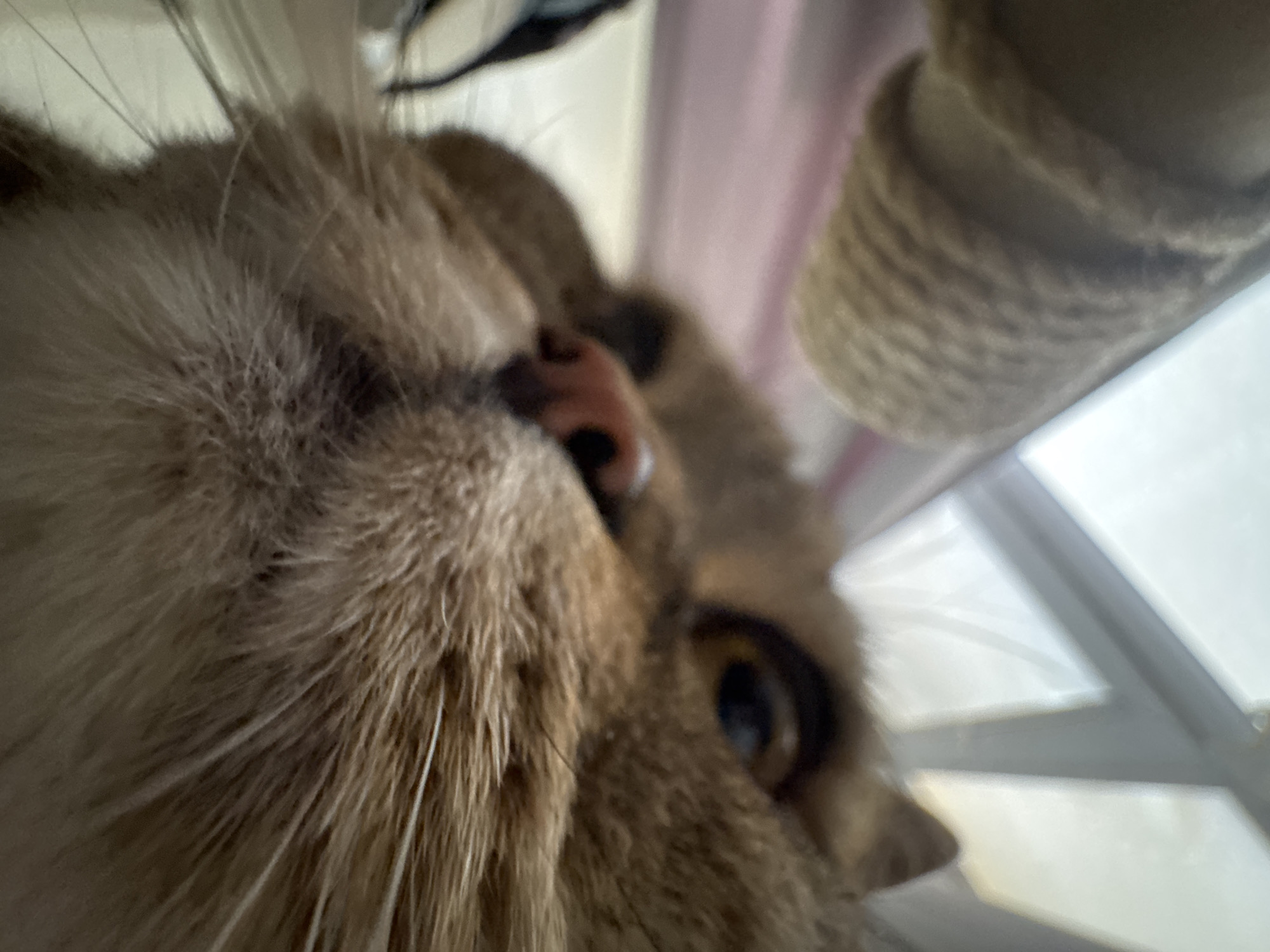 This is a close-up, low-angle, indoor photograph of an orange tabby cat. The cat's face fills the majority of the frame, with its nose and right eye clearly visible. Its fur is a mix of light and dark orange, with prominent white whiskers extending from its snout. The cat's nose is pink and moist. To the right of the cat's face, a portion of a beige, textured cylindrical object is visible, possibly a scratching post, with visible lines of rope wound around it. In the background, out of focus, are hints of a bright, white light source, suggesting a window, and possibly some fabric in pastel pink. The lighting appears to be natural, coming from the side. The perspective suggests the camera is positioned below the cat, looking up at it. The overall impression is intimate and playful, capturing a moment of a cat interacting with its environment or owner. There is no visible text in the image. The location context is Mikhaylovsk, Russia.