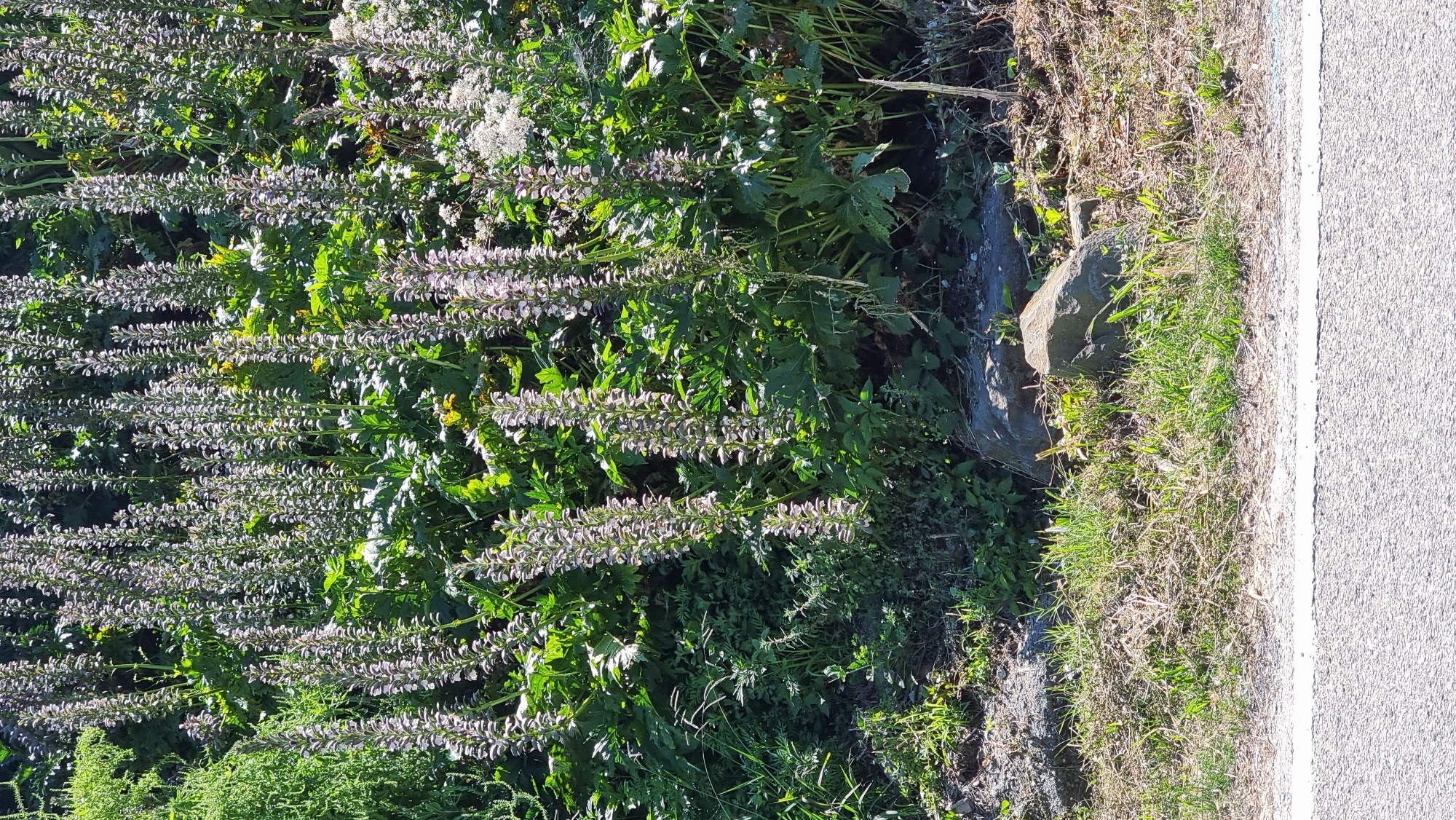 The image displays a roadside area with abundant greenery and tall, spiky flowering plants. The plants have numerous small, pale purple flowers clustered along their stalks, creating a vertical visual emphasis. Lush green foliage forms a dense backdrop to these flowering spikes. In the foreground, dry grass and rocks are visible, transitioning to a paved surface with a white line, suggesting it's the edge of a road or pathway. The scene is illuminated by bright sunlight, casting shadows and highlighting the textures of the plants and the ground. The location is identified as El Cós, Spain.