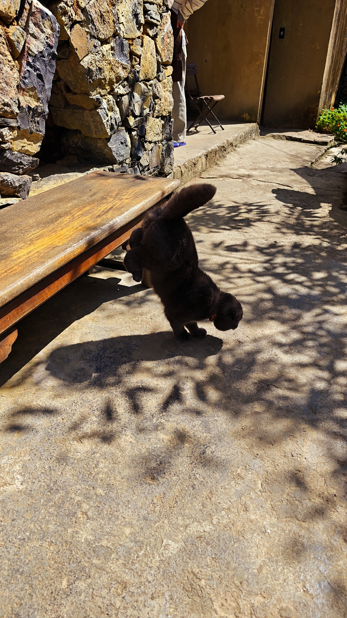 A dark-brown domestic cat wearing an orange collar is exiting from under a low wooden bench in an outdoor courtyard in Lũng Cú Commune, Vietnam. The cat is in mid-stride with its back arched and tail raised. The courtyard surface is sunlit and reveals a concrete or stone paving. The sun casts tree branch shadows across the lower half of the frame. In the background are a large stone wall, a person seated on a folding chair, a closed door in a yellow-painted wall, and some greenery.