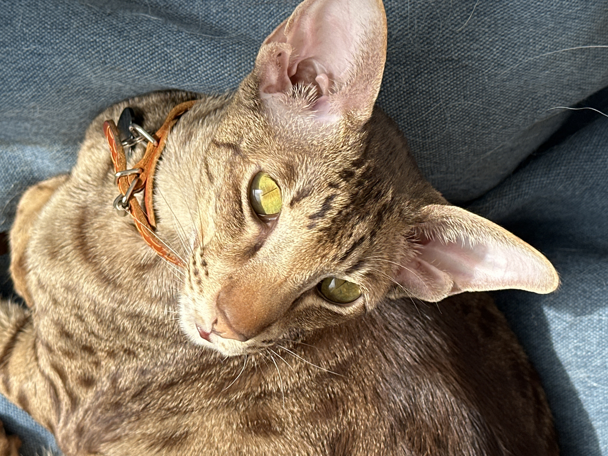 A close-up, high-angle shot features a brown tabby cat with striking green eyes, resting on a textured blue fabric surface, likely a sofa or cushion. The cat, possibly an Oriental Shorthair due to its distinctive large ears and lean face, has short fur with visible dark stripes and patterns across its head and body. It wears a narrow, orange-brown leather collar adorned with silver-colored buckles, rings, and a small, dark tag.
The cat's gaze is directed upwards and slightly to the viewer's left, conveying an alert and curious expression. Bright, natural sunlight illuminates the scene, casting strong highlights on the cat's fur and within its eyes, suggesting it is daytime with clear weather. The setting appears to be indoors. There is no visible text in the image. The location context for this image is Moscow, Russia.