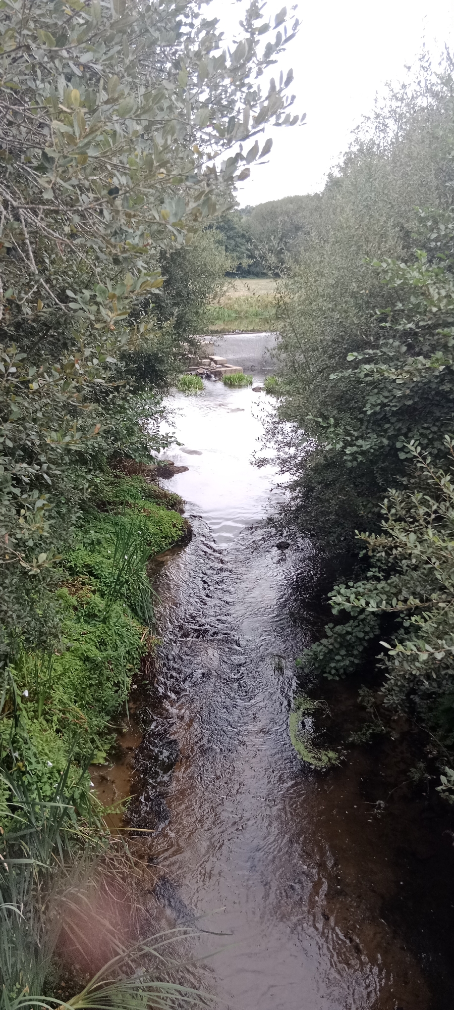 The image shows a narrow, winding stream flowing through a wooded area. Lush green vegetation lines the banks of the stream, with trees and bushes forming a dense canopy overhead. In the distance, a small waterfall or weir is visible, with water cascading over a concrete structure. The water in the stream is clear and reflects the surrounding greenery and the overcast sky. The overall scene depicts a peaceful, natural setting. Based on the provided information, this scene is located in the city of O Corgo, Spain. There are no people or animals visible in the image. The image appears to have been taken from a slightly elevated position, looking down at the stream.