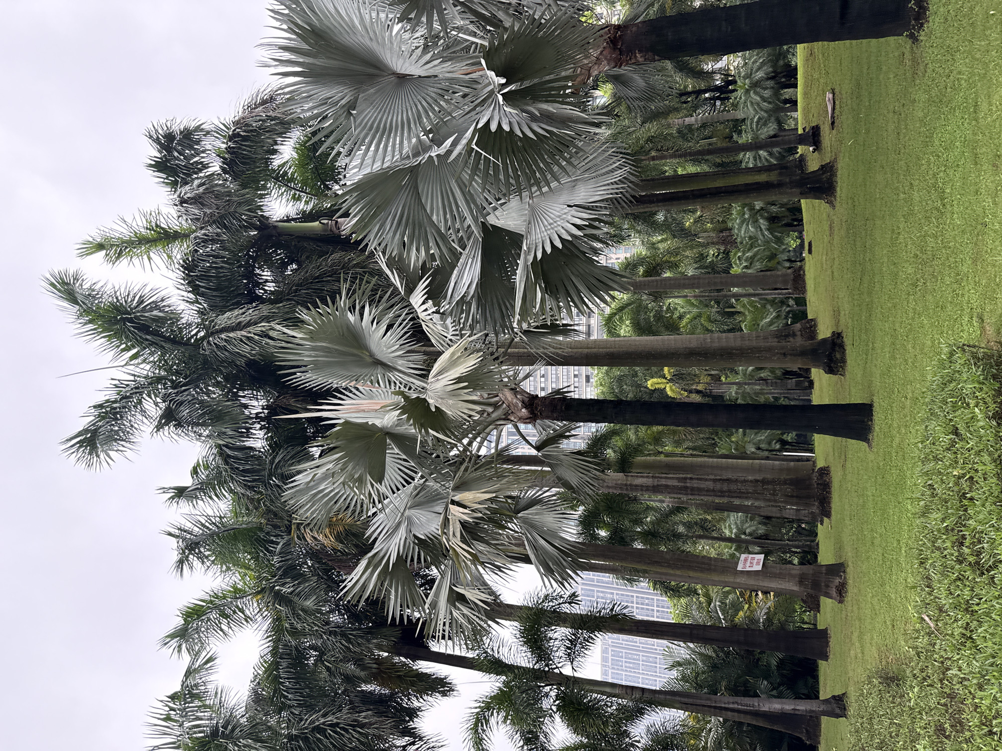 The image depicts a park in Haizhu District, China, characterized by a dense collection of palm trees of varying sizes and species. The ground is covered with lush green grass, with some smaller plants and a few fallen branches visible. A sign is attached to one of the palm tree trunks, bearing Chinese characters. In the background, modern buildings with a glass facade rise above the trees, suggesting an urban setting. The sky is overcast, casting a diffused light on the scene. The focus is on the natural elements, with the buildings serving as a backdrop.