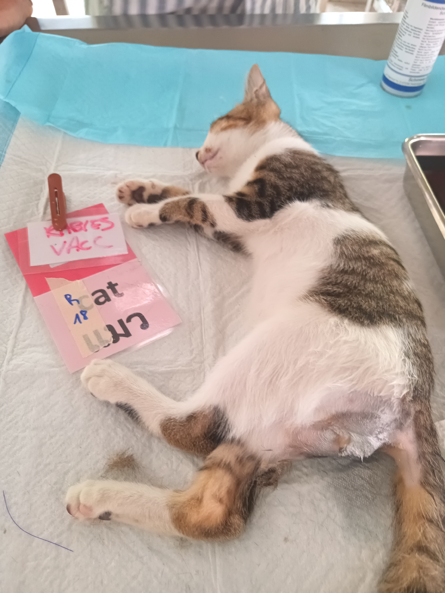 A white and brown kitten lies on its back on a white surgical surface, likely at a veterinary clinic in Thong Sala, Thailand. The kitten appears to be sedated or anesthetized, with closed eyes and relaxed posture. Two pink cards clipped together with a red clothespin lie near the kitten's forepaws. One card reads "RABIES VACC", and the other has text that includes "Cat" and the Thai word for "cat" (แมว). A blue surgical drape covers the surface partially. To the right of the cat is a metal tray filled with a dark liquid, and a white bottle with a blue label is visible in the upper right corner. The person taking the picture is standing near a window, the shade is partially obscuring the view of what is outside.