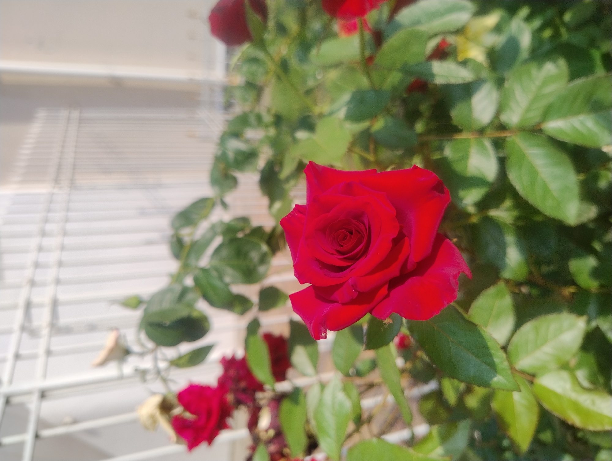 The image displays a close-up of a vibrant red rose in full bloom, with its petals unfurling in a spiral pattern. The rose is the primary subject, positioned slightly off-center in the foreground and rendered in sharp focus. Behind the rose, a profusion of lush green leaves and stems forms a soft background, with hints of other red roses and some faded, light-colored roses or buds scattered further back and out of focus.
The setting appears to be outdoors, likely a garden or a balcony, given the presence of the rose bush and what looks like a white, slatted structure or railing in the background. The light suggests it's daytime, with bright sunlight casting shadows and highlighting the textures of the rose petals and leaves. The sunlight creates a warm glow, particularly on the right side of the image, and illuminates the leaves, making them appear fresh and alive. The overall mood is serene and natural, celebrating the beauty of the rose. There is no visible text in the image.