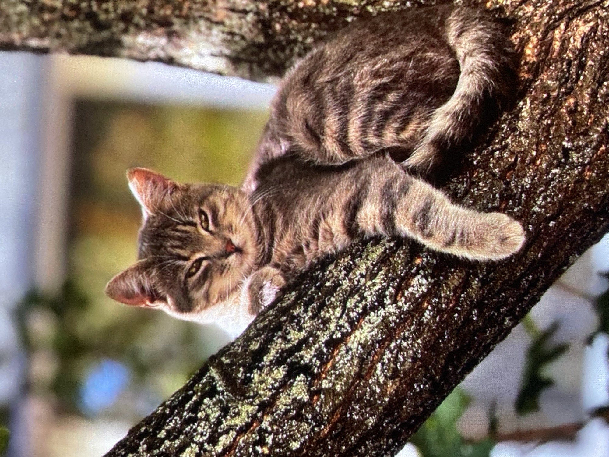 A tabby cat is perched on a tree branch outdoors. The cat is facing the camera with its head tilted and appears to be looking down. Its fur is striped brown and black, and it has green eyes. The tree branch is thick and rough, with moss growing on it. The background is out of focus, showing green foliage and a blurry building. There is no indication of the city of Ustyvytsia, Ukraine.