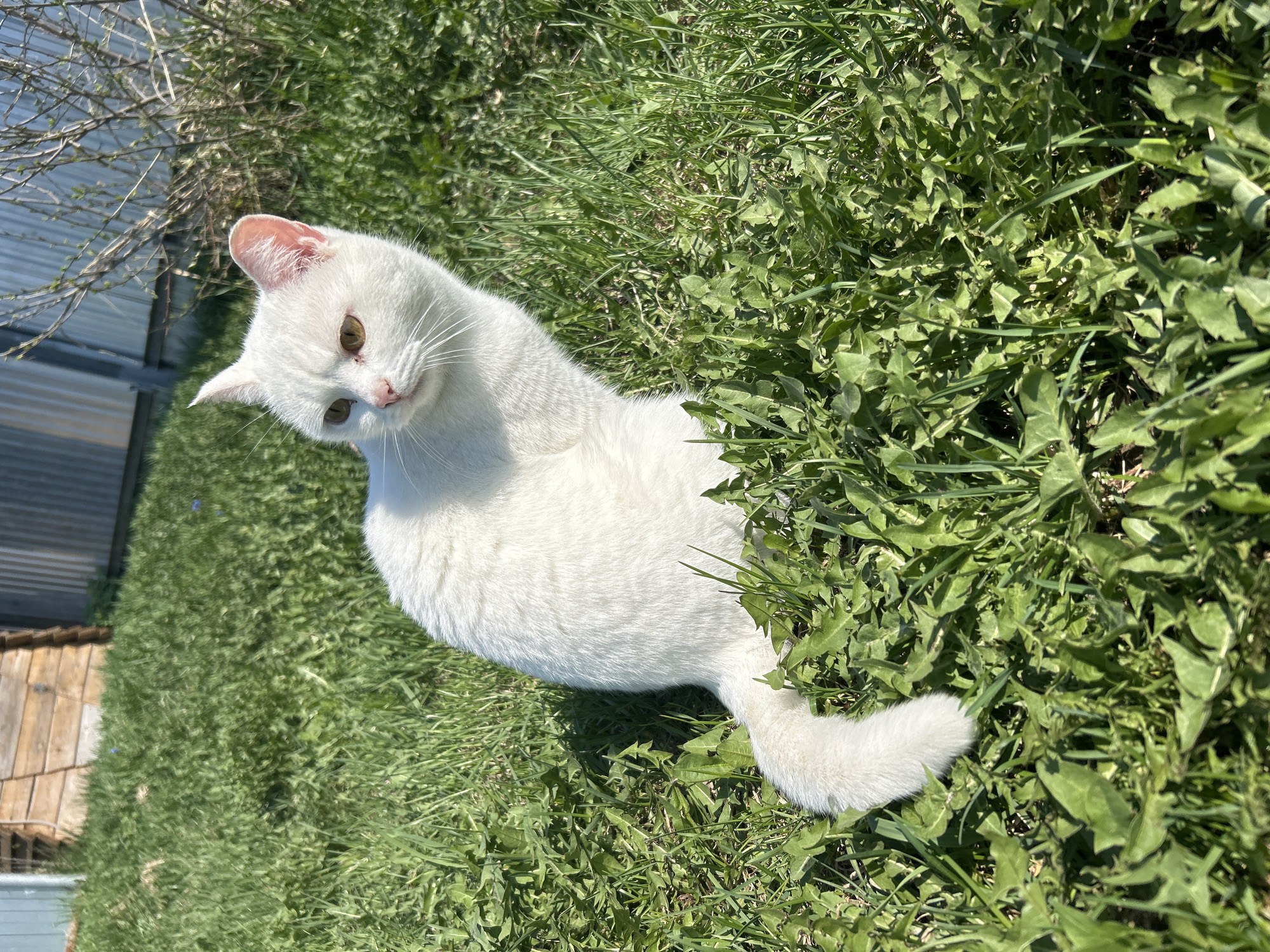 A white cat is sitting in green grass. The location is an outdoor area, possibly a yard or field, in Chaikovsky, Russia. The background includes glimpses of what appears to be a wooden structure and some trees or bushes. The cat is the primary subject of the image, and its fur appears to be clean and well-groomed. The lighting suggests a sunny day. The cat is looking slightly downward and to the left of the frame.