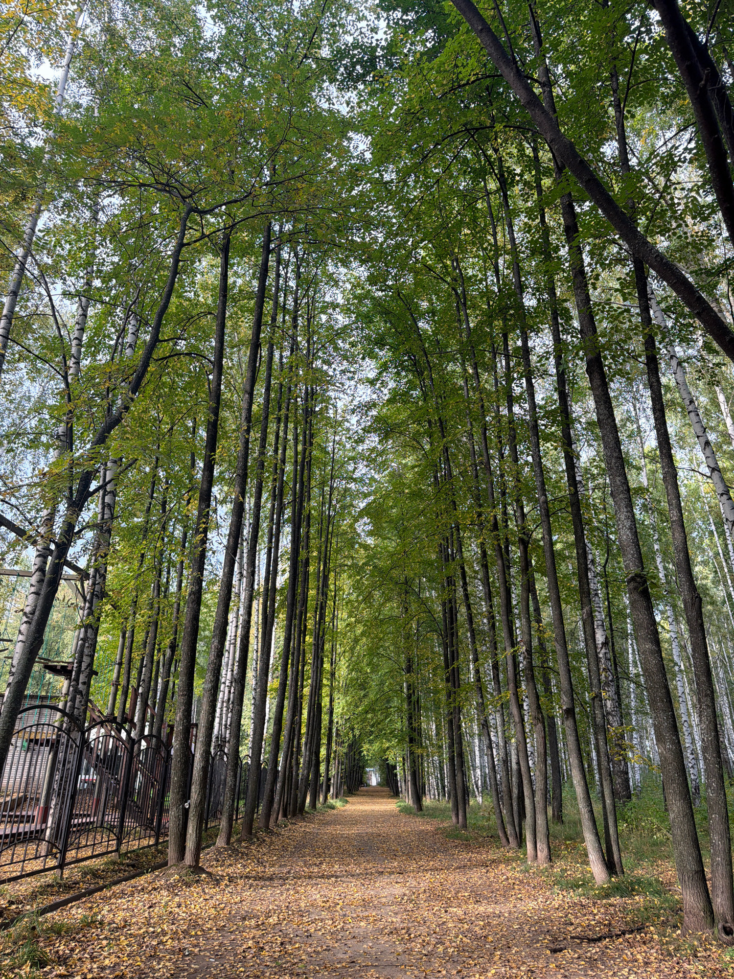 The image shows a dirt path lined with tall trees on either side, creating a natural tunnel effect. The path is covered with fallen yellow leaves, indicating it is autumn. A black metal fence runs along the left side of the path, separating it from an area with some wooden structures and what appears to be an adventure park. In the background, the path recedes into the distance, framed by more trees. The sky is visible through the canopy of leaves and is bright but partially obscured. The lighting suggests it is daytime with some overcast conditions. The location is identified as the "Park of Culture and Leisure" in Chaikovsky, Russia. There are no people visible in the image.