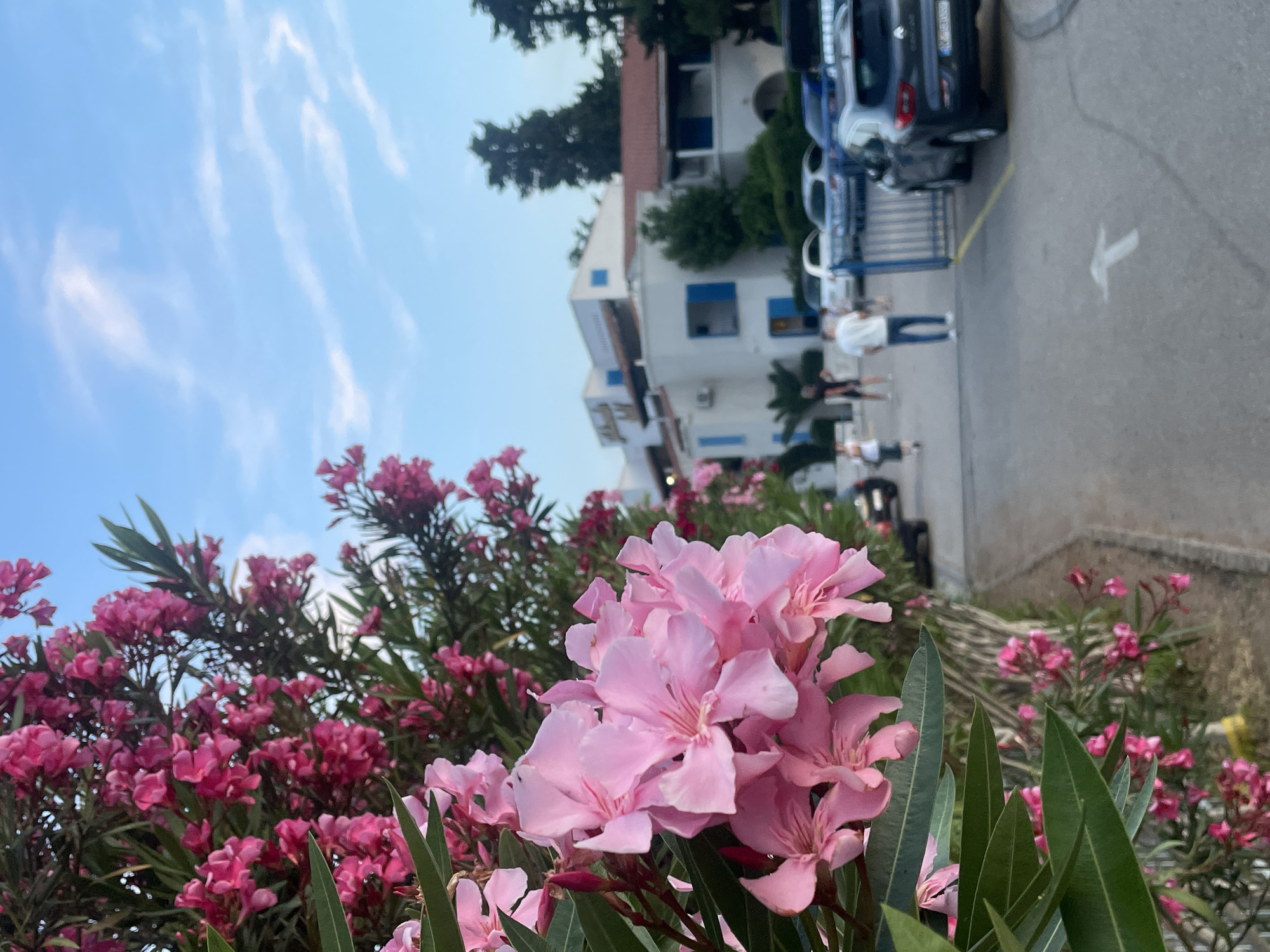 This vibrant outdoor scene is captured under a bright, clear sky, which occupies the upper portion of the image with wispy white clouds. In the immediate foreground, a dense bush of pink oleander flowers with dark green leaves fills the left and lower parts of the frame. The blossoms closer to the viewer are a lighter shade of pink, while those behind are a deeper hue.
Beyond the flourishing flora, a paved area, possibly a road or parking lot, extends towards the right. Several dark-colored cars are parked along this surface. A white arrow indicating direction is painted on the ground, and a yellow line is visible near the parked vehicles. In the midground, a multi-story white building with distinctive blue window frames and reddish-brown tiled roofs stands prominently. Part of a sign reading "Hotel" is visible on its facade.
A few individuals are seen walking or standing on the paved area near the building and cars; one person in a white top and dark pants is moderately clear. The bright, even lighting suggests a sunny day, likely morning or afternoon. The architectural style and lush oleander plants hint at a Mediterranean or warm climate location. No other distinct text is clearly legible, beyond the partial "Hotel" sign.