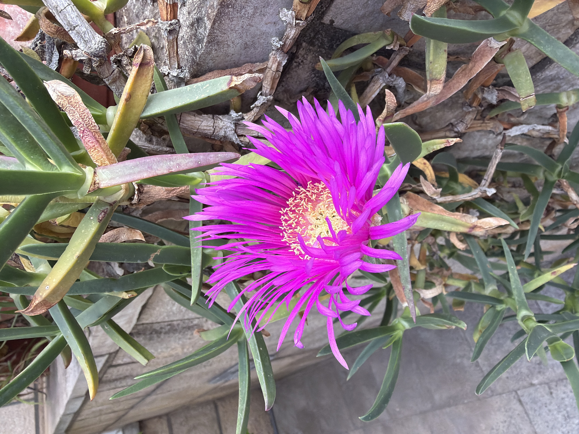 The image depicts a vibrant magenta flower with a yellow center, surrounded by green, succulent-like foliage and dry, brown stems. The plant appears to be growing on a concrete surface, possibly a wall or sidewalk. The location is Budva, Montenegro.