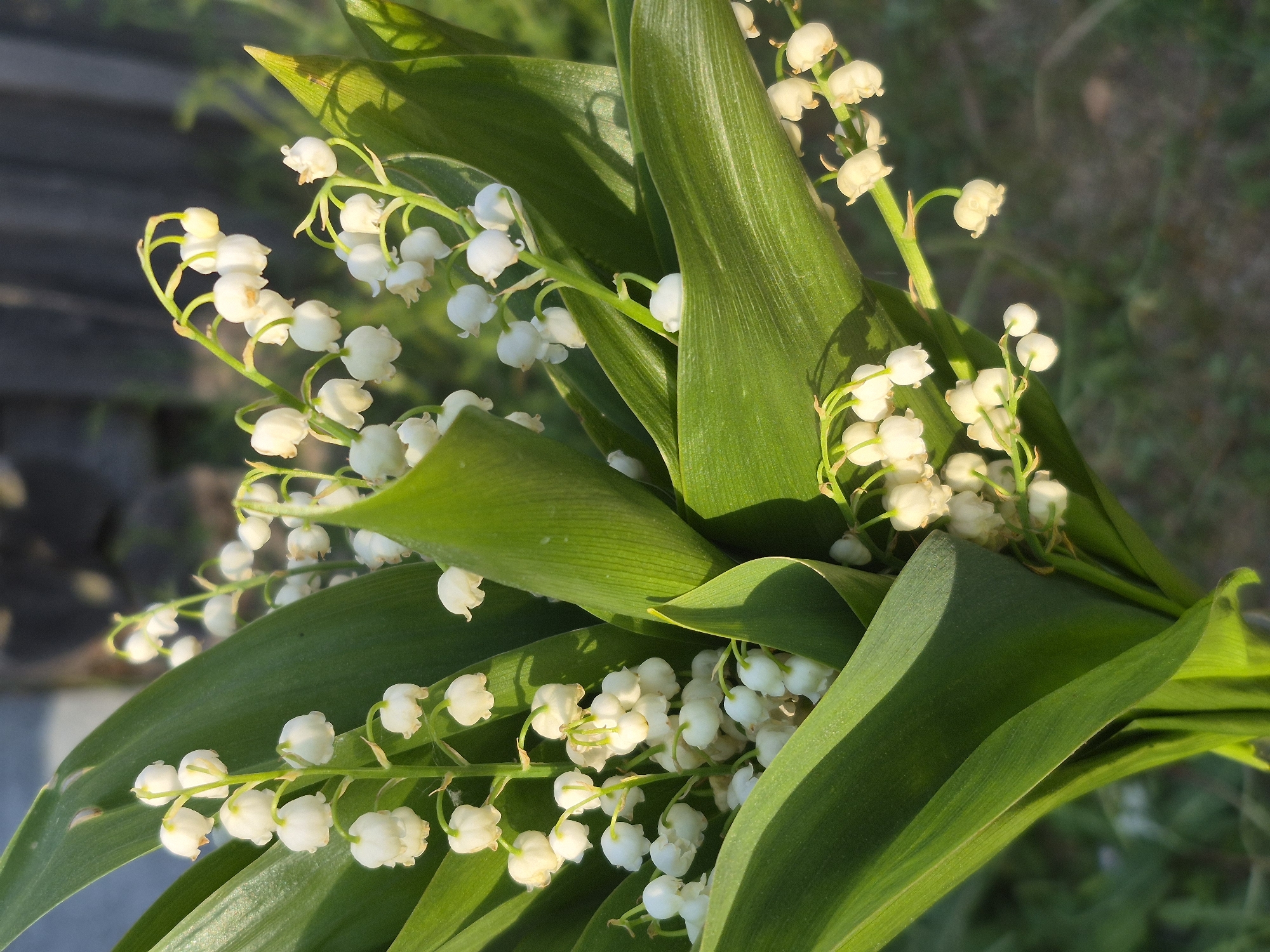A close-up captures a bouquet of lily of the valley flowers and leaves. The small, white, bell-shaped blossoms hang delicately on their stems amidst the broad, green leaves. The lighting suggests a sunny outdoor setting, illuminating the intricate textures of the leaves and flowers. The location, Kharnavy, Russia, provides no discernible visual information within the image. The lack of other subjects or objects provides little additional context.