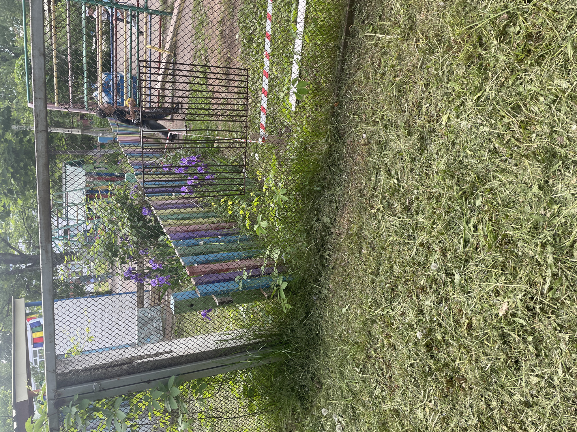 This image, captured in Chaikovsky, Russia, depicts an outdoor scene, likely a public park or playground, under bright daylight. The original image appears to be rotated 90 degrees counter-clockwise.
In the foreground, a dense expanse of freshly cut grass and weeds covers the ground, indicating recent maintenance. A sturdy chain-link fence runs across the middle of the frame, serving as a clear boundary.
Beyond this fence, the scene reveals several elements. To the left, a partially obscured white sign features prominent horizontal rainbow stripes. Further right, behind the fence, a person is visible, partially hidden by foliage and a colorful structure. This structure is a vibrant, multi-colored wooden bench or barrier, painted in alternating horizontal stripes of blue, green, yellow, orange, and purple. Clusters of purple flowers, possibly clematis, grow near and on this colorful structure.
Behind the person and the colorful bench, a metal climbing frame or jungle gym with yellow and green bars can be discerned through the fencing. In the background, another dark metal gate or grate is visible, and beyond that, two white poles with alternating red and white stripes stand vertically, potentially marking an area or an obstacle. Lush green foliage and trees complete the background, suggesting a natural and recreational outdoor environment. There is no clearly readable text visible on any objects or signs. The overall impression is one of a cheerful and maintained public space.