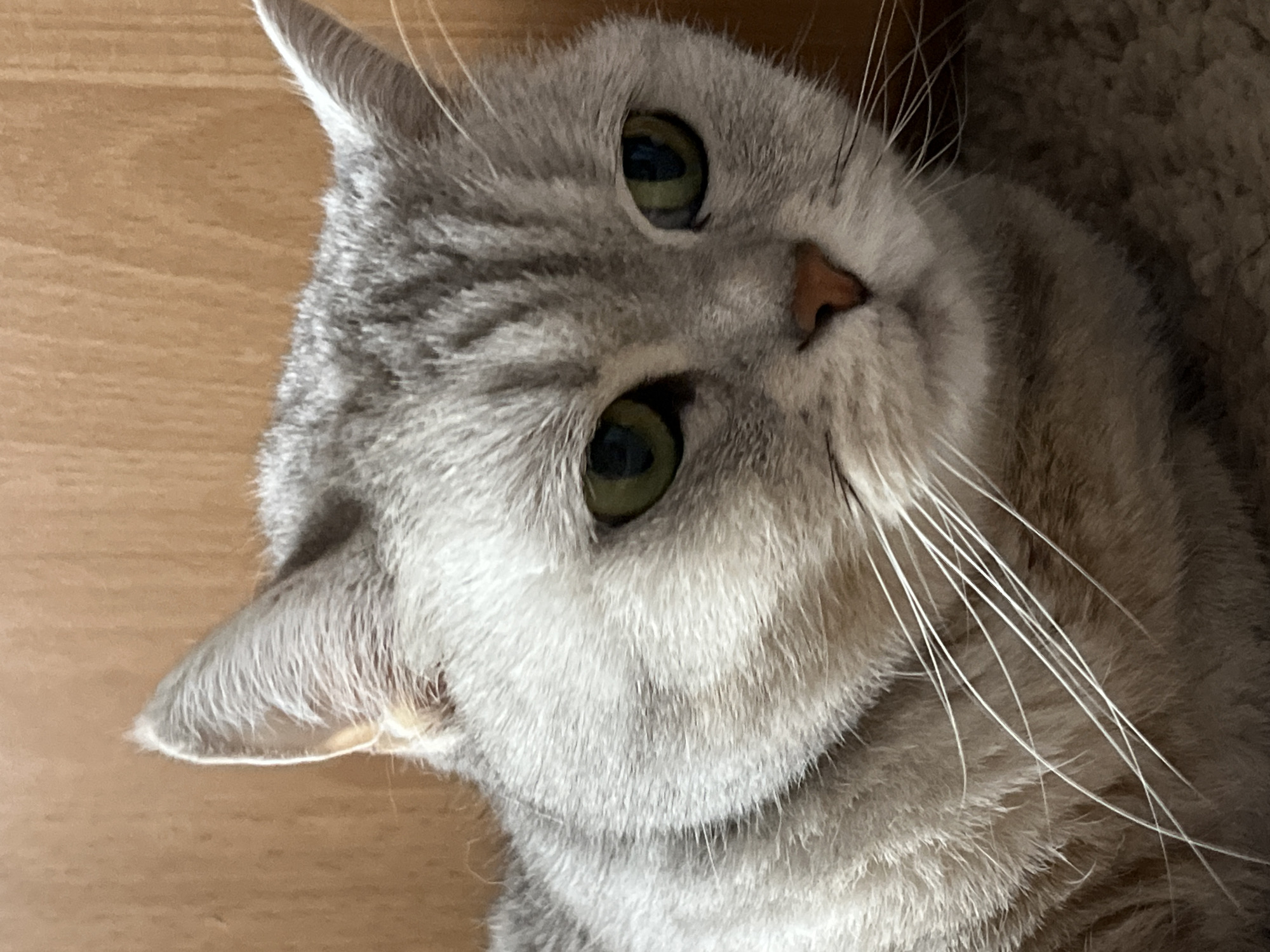 A close-up photograph depicts a grey tabby cat with green eyes, a pink nose, and white whiskers. The cat is positioned close to the camera and is tilted sideways with its head near the top left corner. Part of a wooden surface is visible to the left of the cat, while a soft, textured surface, possibly a rug or blanket, is on the right. The city of Chaikovsky, Russia is not discernible from the image.