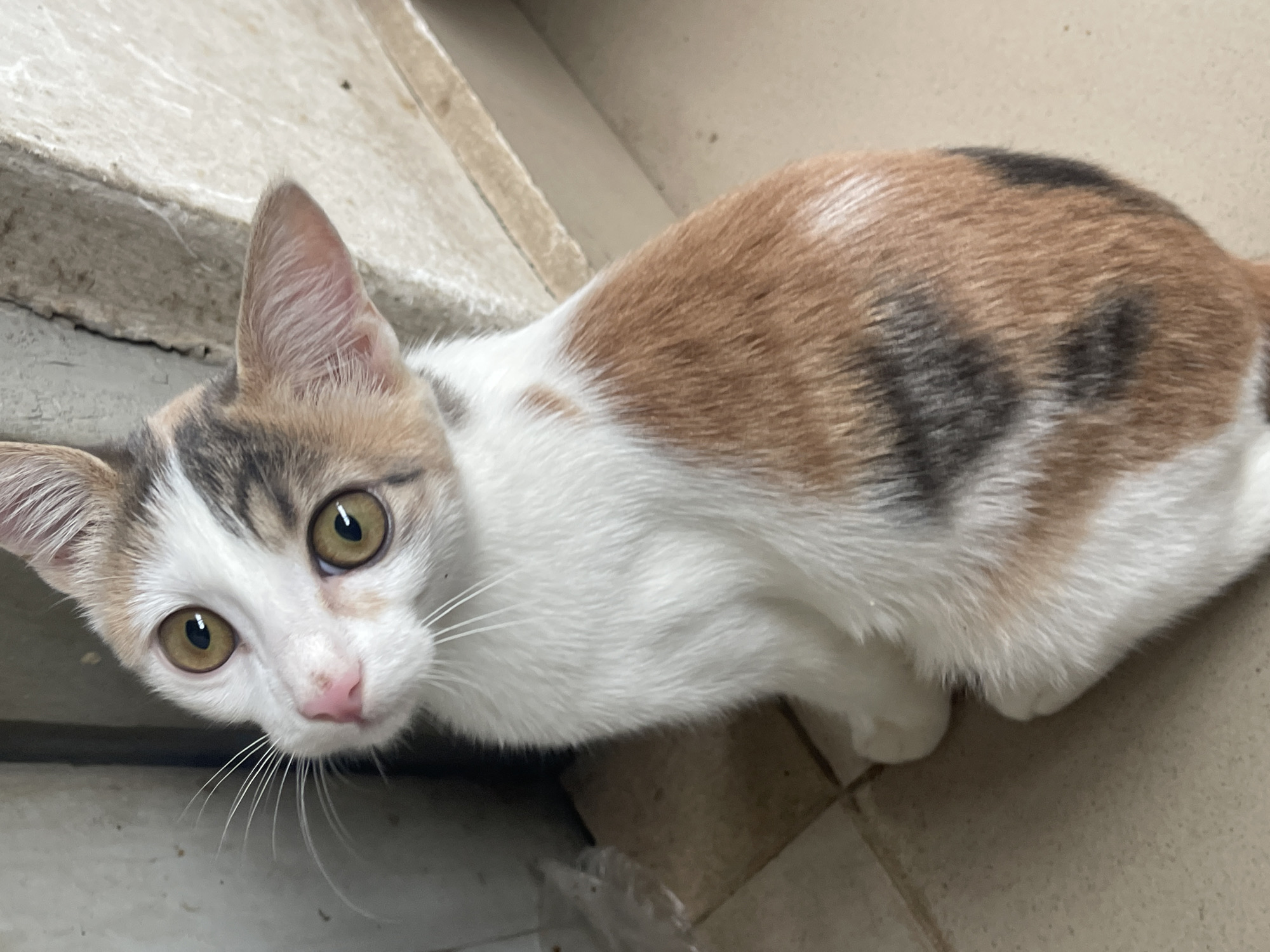 A calico kitten with large, curious eyes and light brown and white fur sits on a tiled floor. The kitten is looking up and to its left, with its head tilted. Its ears are pointed, and its whiskers are long and white. The background is a wall with some texture and a corner where two surfaces meet. The scene appears to be indoors, possibly in a residential area of Gwarinpa, Nigeria.