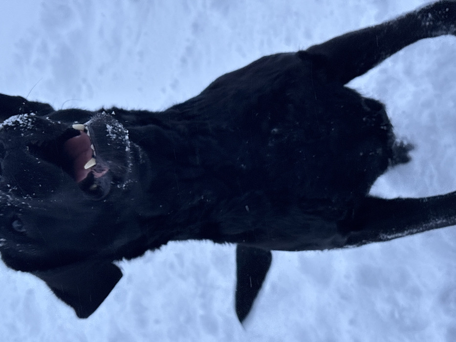 A black dog, consistent with a Labrador Retriever type, is captured in motion against a snowy backdrop in Chaikovsky, Russia. The dog's head is angled upwards, with its mouth open, revealing white teeth and a pink tongue. Snow particles are adhered to its muzzle and fur, particularly around the mouth and nose. One ear is visible, partially folded back. The dog's black fur appears thick, with some individual hairs visible. Its eyes are dark and directed upwards. The lower portion of the image shows the dog's front torso and legs, also dusted with snow. The entire visible background consists of an undifferentiated field of white snow under ambient light, indicating an outdoor winter setting. No other individuals or objects are present in the frame.