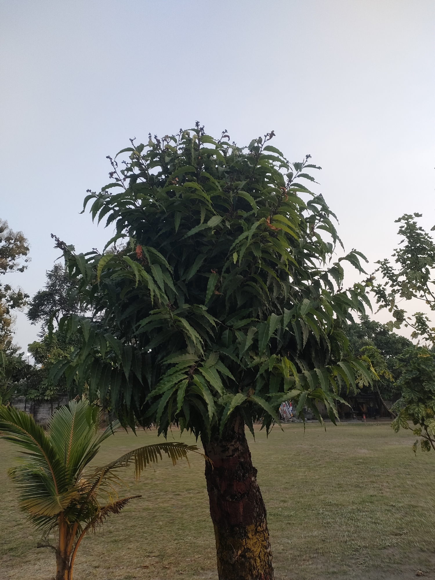 The image shows a large tree with dark green, serrated leaves in the foreground, positioned slightly to the right of the center. The tree has a rough, brown and yellow-stained trunk. To the left and slightly behind the main tree, a smaller palm tree with yellowish-green fronds is visible. The background consists of a grassy field with a low stone wall or fence on the left, and other trees and foliage further back. The sky above is a pale, overcast blue. There are no people or animals clearly visible in the image. The scene appears to be an outdoor park or garden area.