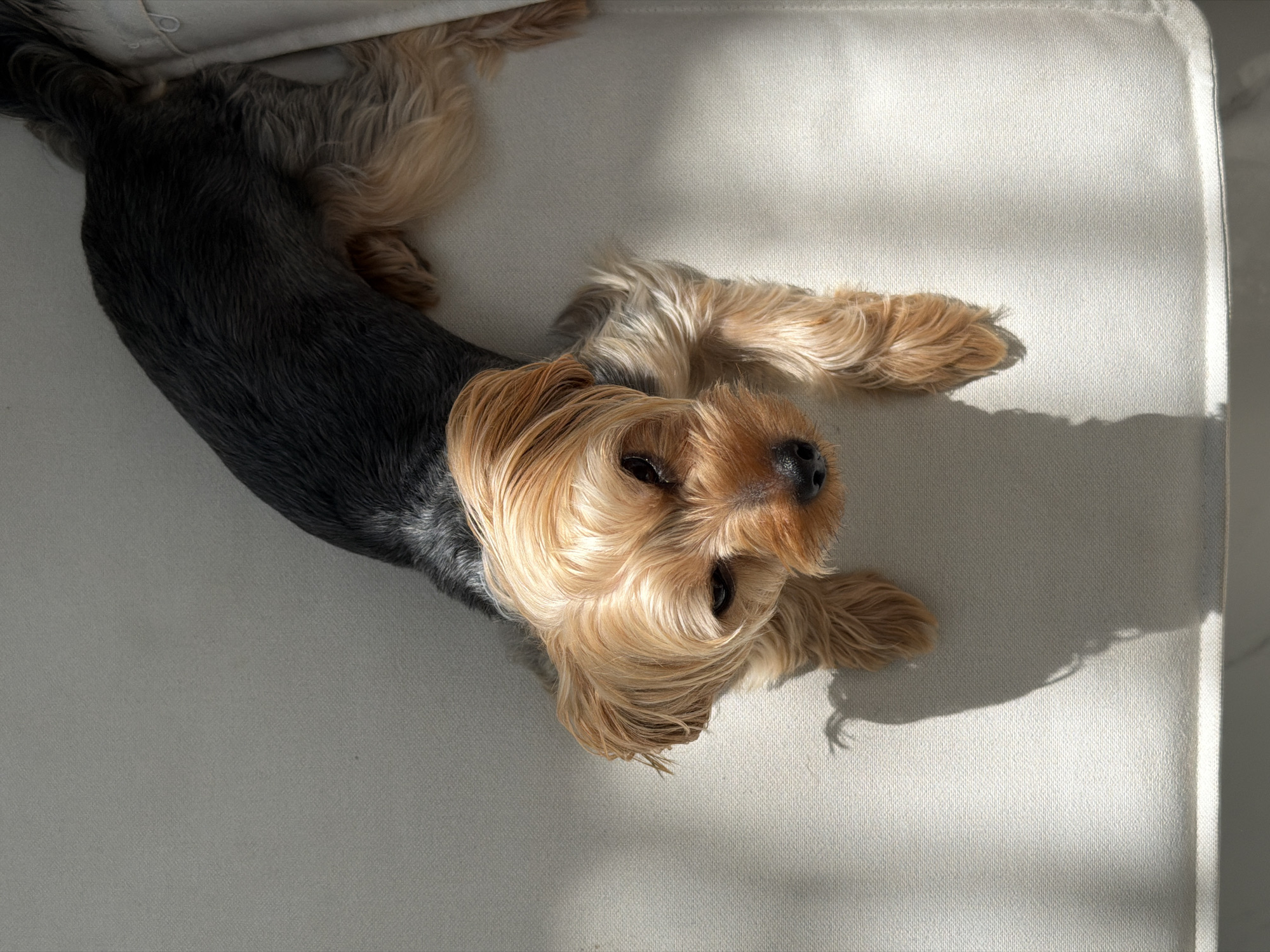 A Yorkshire Terrier lies on a light-colored textured surface, possibly a sofa or cushion. The dog is viewed from above, with its body stretched out lengthwise. The dog has dark gray fur on its back and tail, transitioning to a golden tan color on its head and legs. Sunlight streams in from the right, creating dappled shadows across the surface and the dog. The dog's eyes are open, and its head is turned slightly towards the viewer, giving it a relaxed and comfortable appearance. The lighting suggests it is daytime, possibly morning or afternoon, with the sun casting long shadows. The overall scene is calm and peaceful, highlighting the dog's relaxed posture and the gentle play of light and shadow. No text is visible in the image.