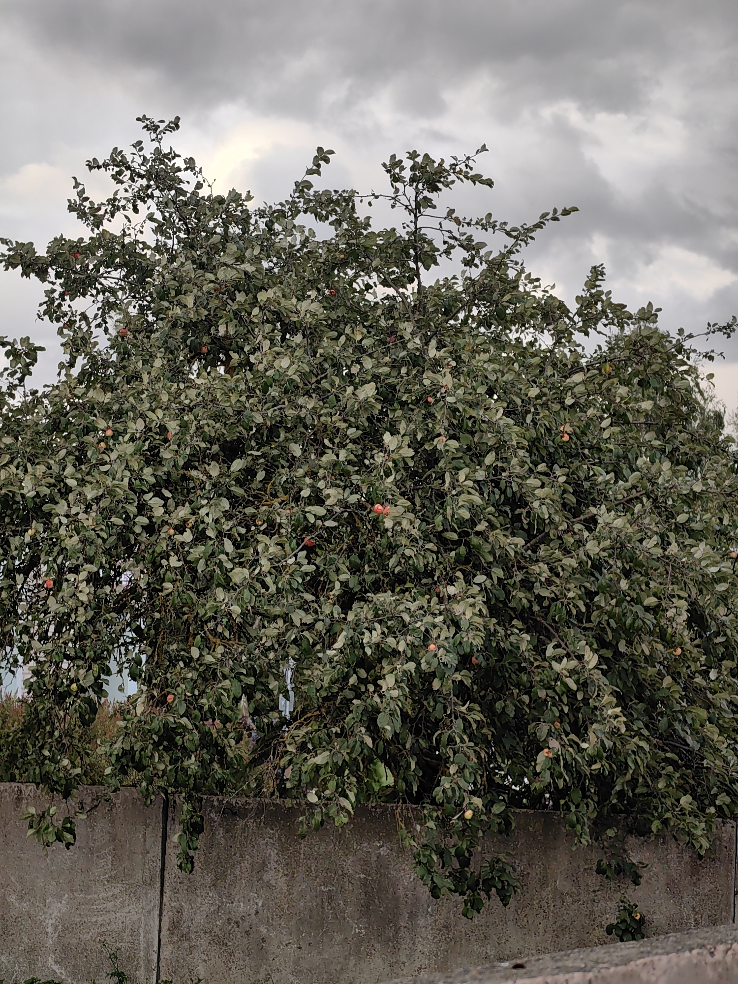 A full shot captures a large, dense apple tree laden with fruit, standing before a grey concrete wall. The tree's leaves are a muted green, some appearing slightly pale, suggesting autumn. Red and yellow apples are visible amidst the foliage, indicating a harvest season. The sky above is overcast with grey clouds, casting a diffused light on the scene. The concrete wall is textured and appears weathered, with a vertical crack visible near the center. The background behind the tree is out of focus, showing hints of vegetation and structures. The overall impression is one of rural or suburban setting, possibly in a garden or yard. The specific location is stated to be in the city of Myadzyel, Belarus.