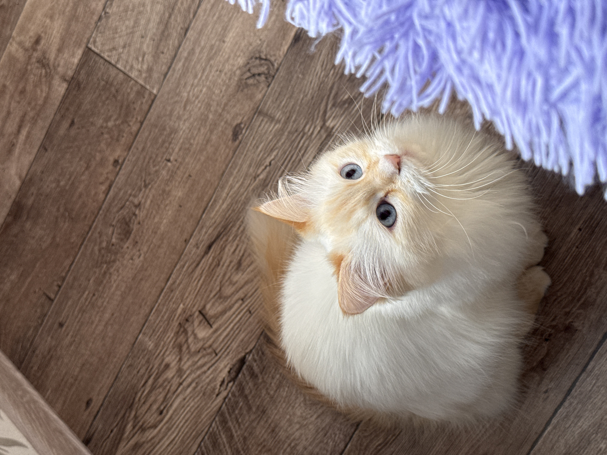 The image displays an indoor scene featuring a cream-colored cat with prominent blue eyes and white whiskers, sitting on a wooden floor. The cat's fur is predominantly white, with light orange or cream coloration visible on its ears, around its face, and on its back. The cat is looking upwards and slightly to the right, with its gaze directed towards a fluffy, bright purple object partially visible in the lower right foreground. The flooring consists of multiple planks, exhibiting a medium brown wood grain pattern. The overall lighting suggests an interior space with ambient light. The specific location in the city of Chaikovsky, Russia, cannot be determined from the visual information provided in the image.