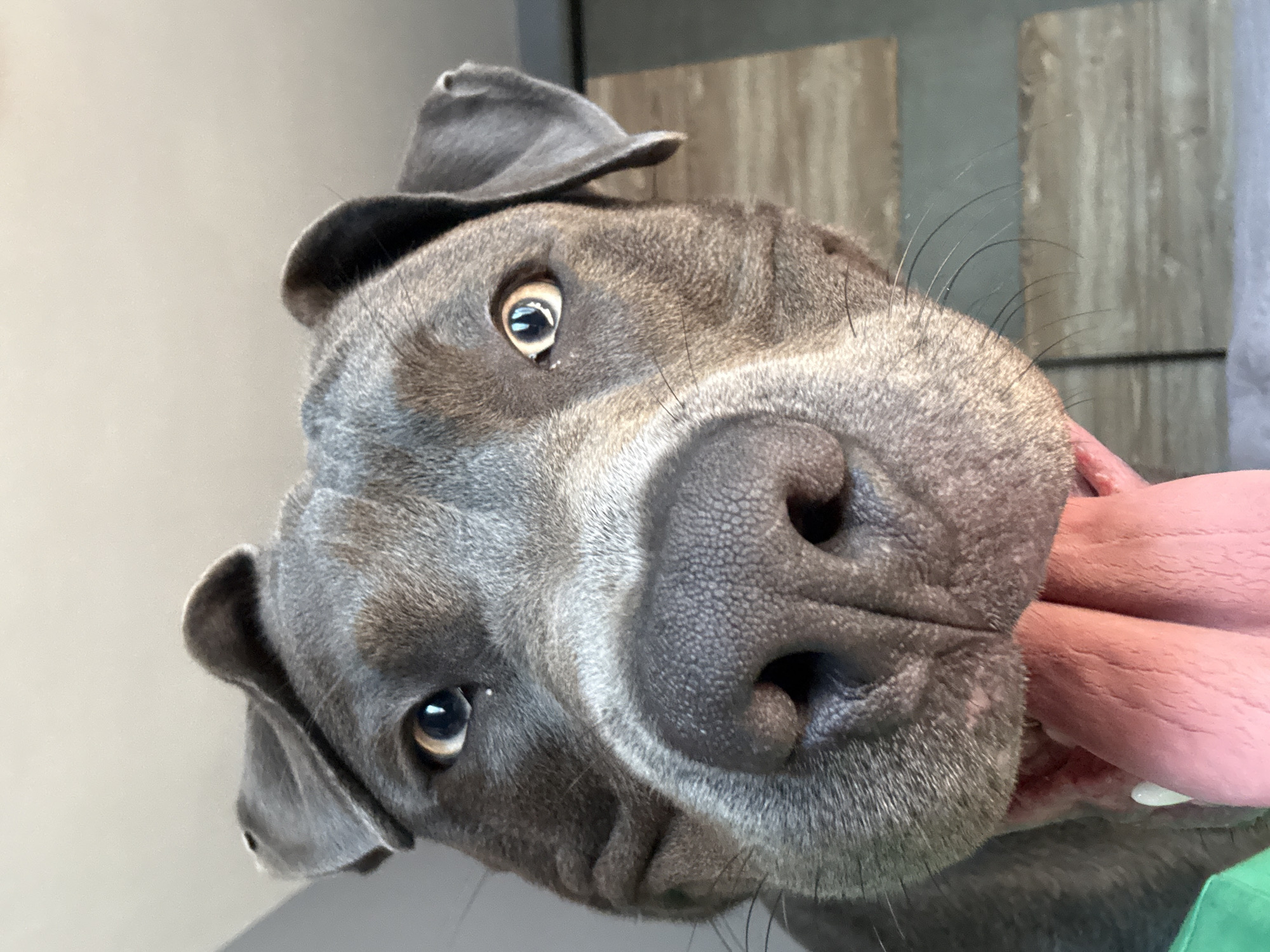 A close-up, low-angle shot captures a grey pit bull's face as it looks directly at the camera. The dog's wet, pink tongue hangs out, partially obscuring its mouth. Its ears are slightly perked, and its eyes are wide open. The background is blurred, showing what appears to be a wooden surface, possibly a table, and a grey wall. There is no identifiable location in the city of Varna, Bulgaria.